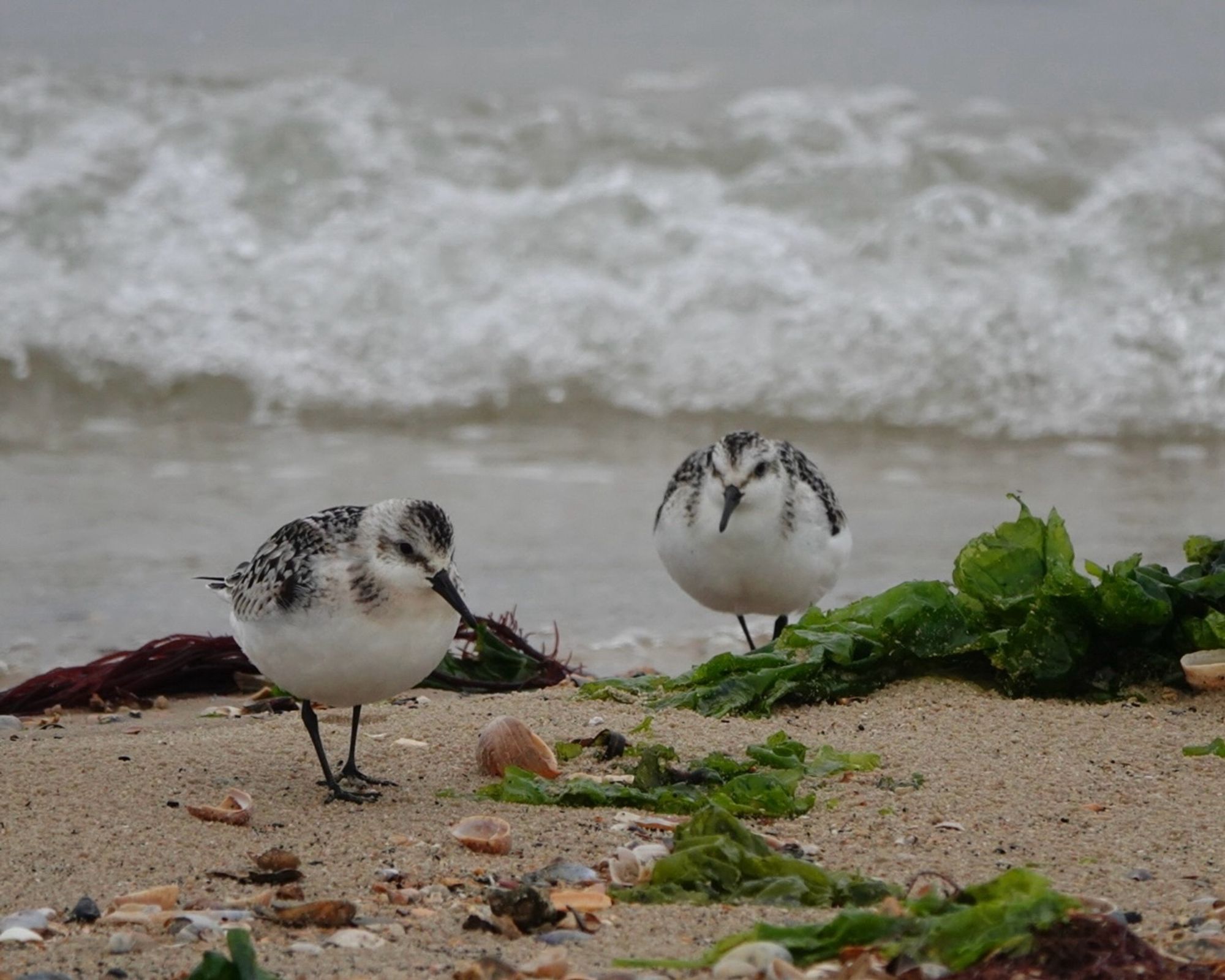 Beautiful Sanderlings scampering amongst the beach strewn seaweed.