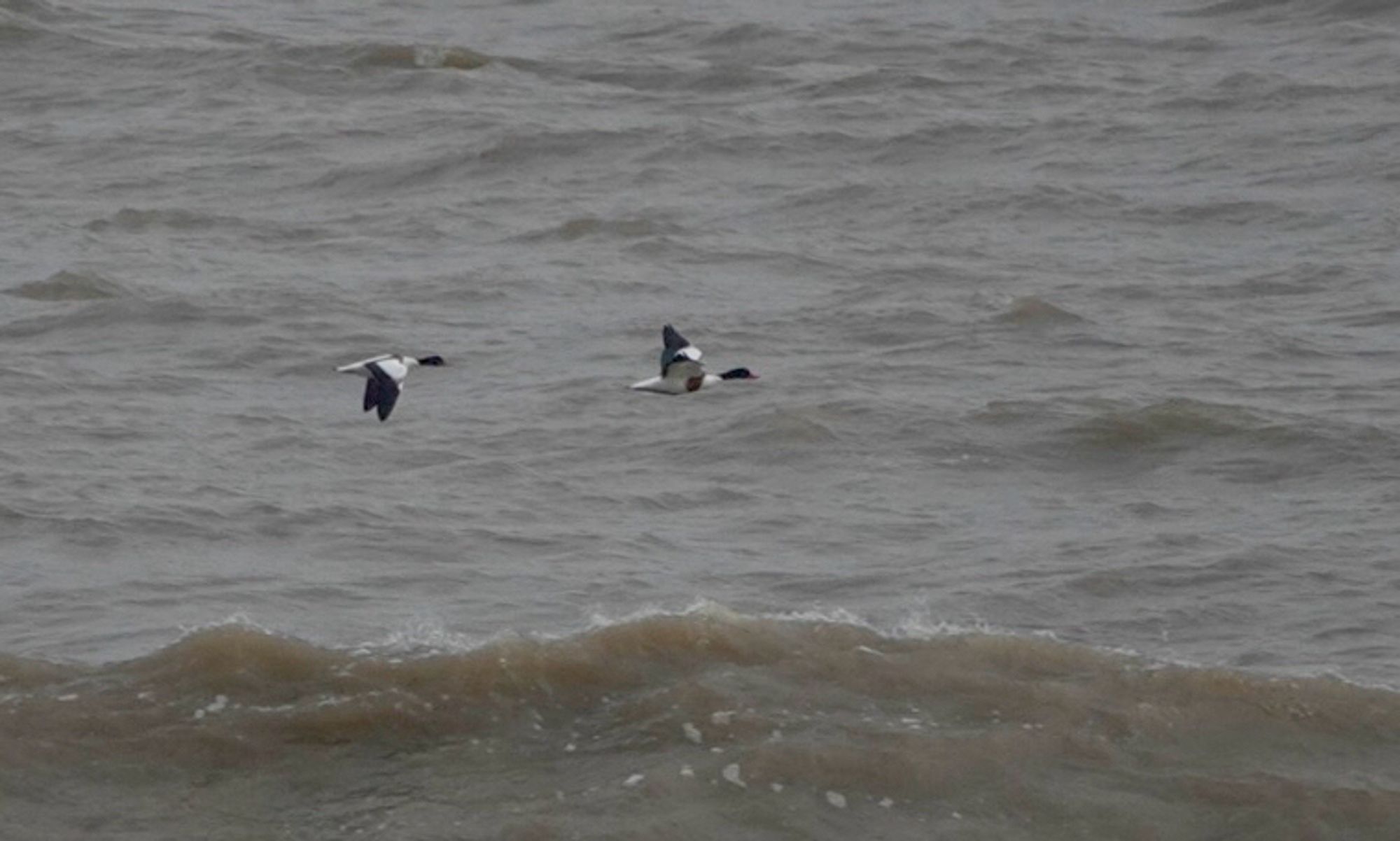 Shelduck past Southwold pier.