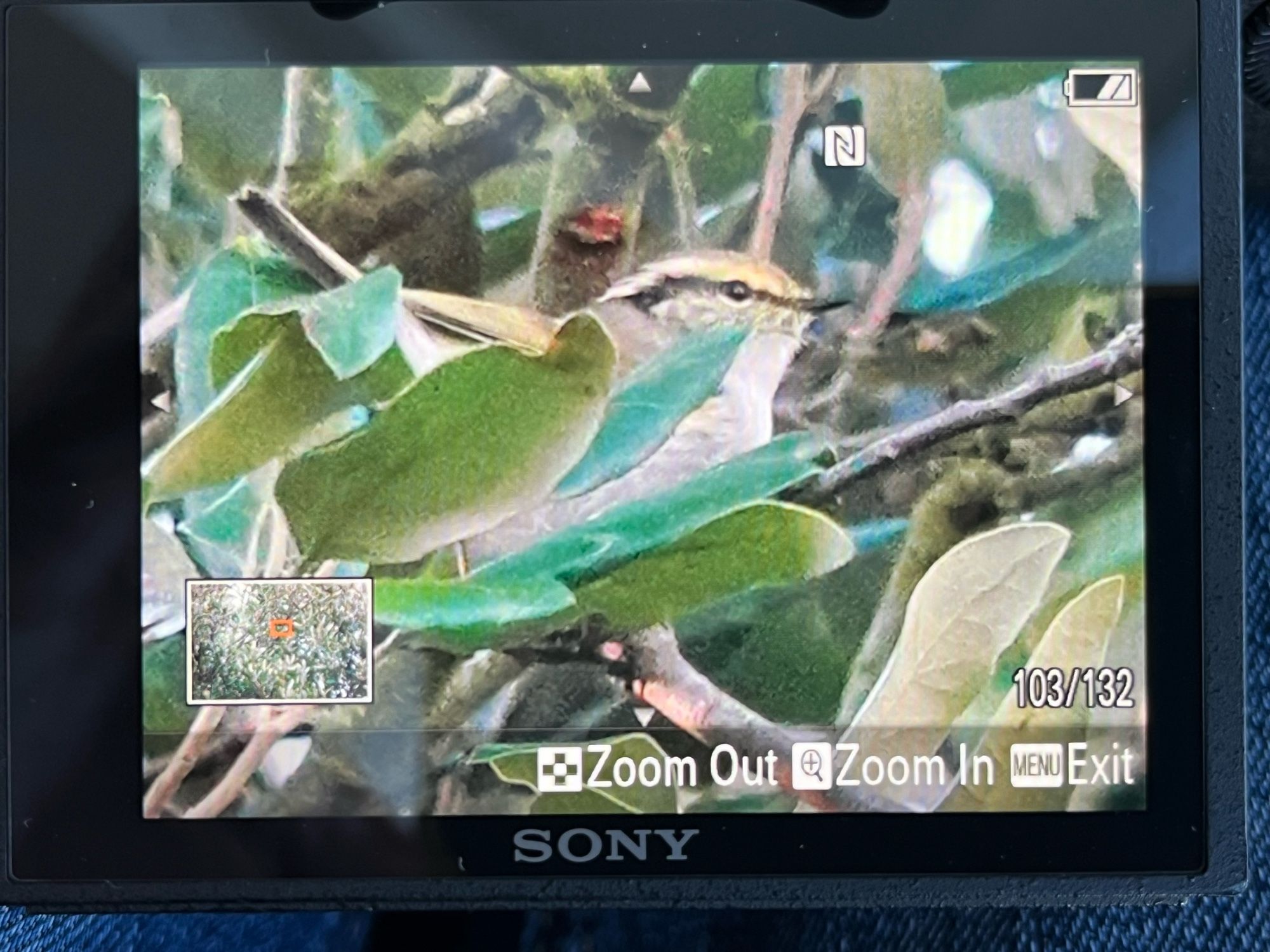 Pallas's leaf warbler.... fleeting views.