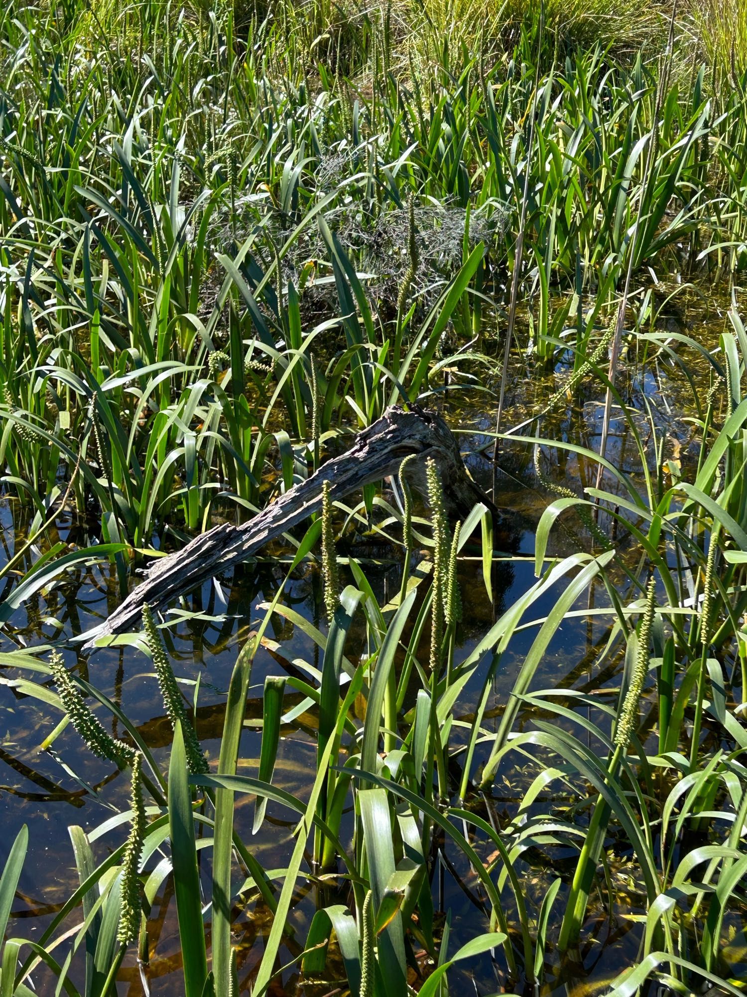 Part of the wetlands with a disintegrating tree branch in the water that now looks like a fossilised pterodactyl skull. Well I thought so anyway!