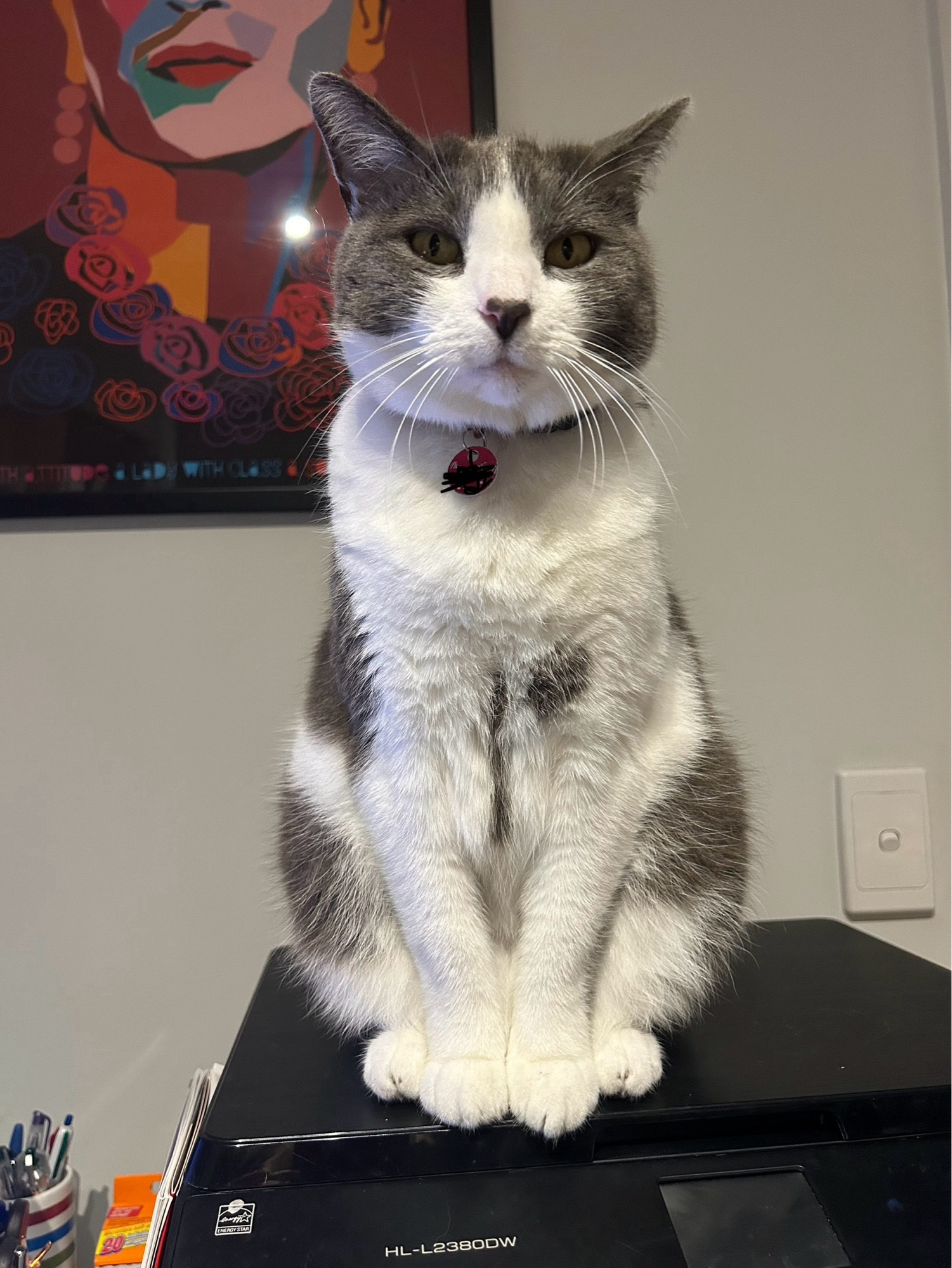 Small grey and white cat sitting very politely on top of a printer.