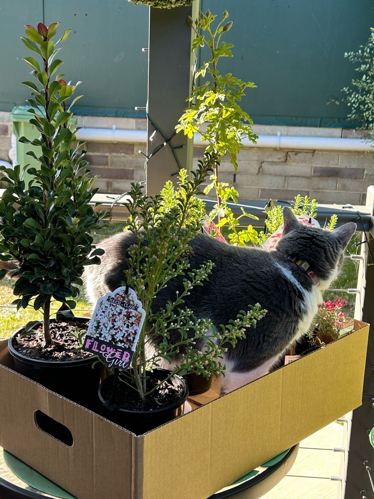 A small grey and white cat in the middle of a cardboard box of plants which is on a table in partial sunshine. She would not look at the camera.