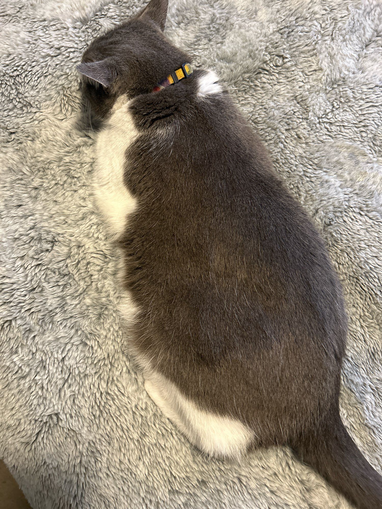 A small grey and white cat flattening herself out against a light grey blanket. She actually looks much flatter in real life but I couldn't quite capture it!