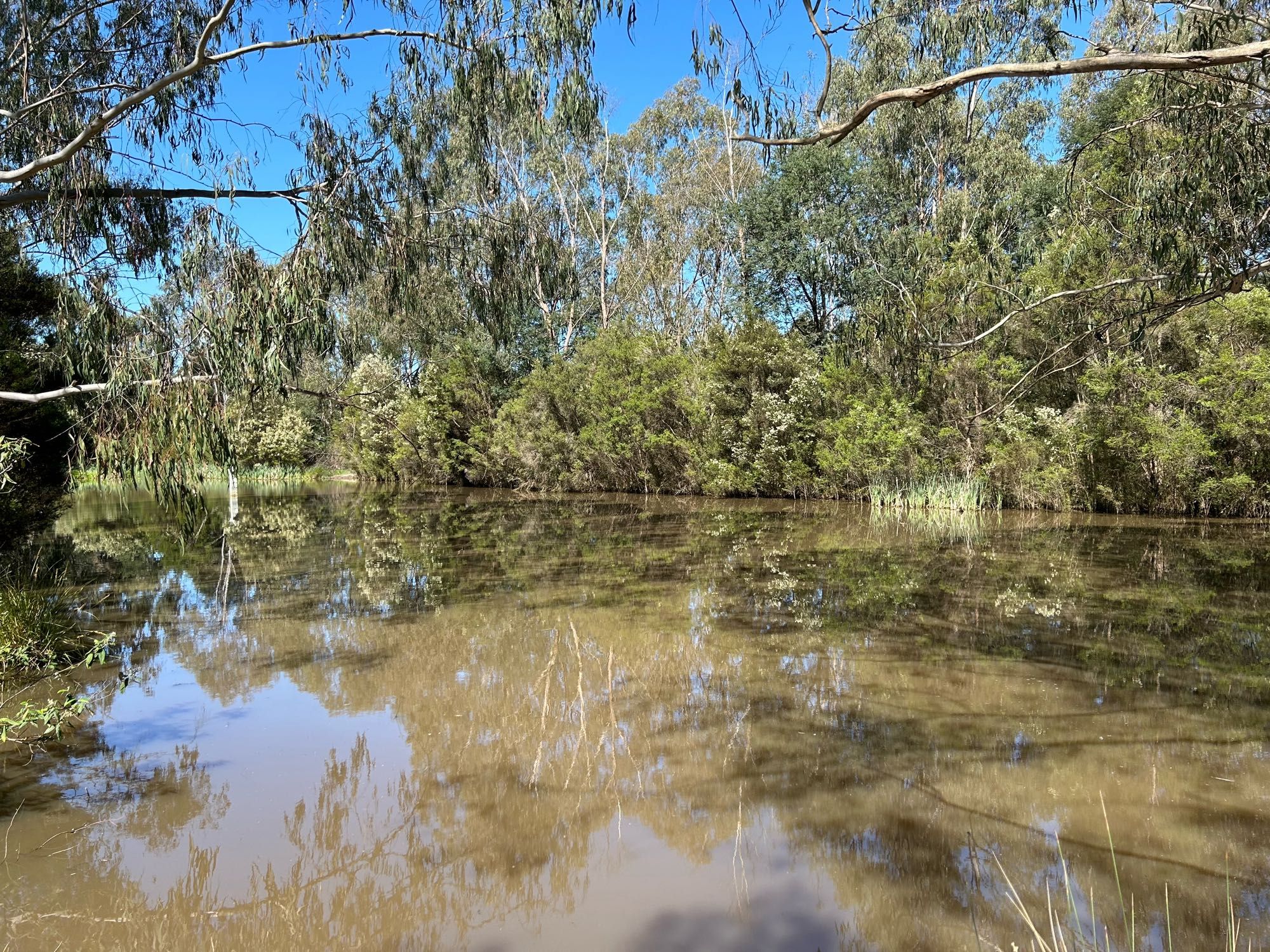 A small billabong with an almost perfect reflection despite the muddy coloured water