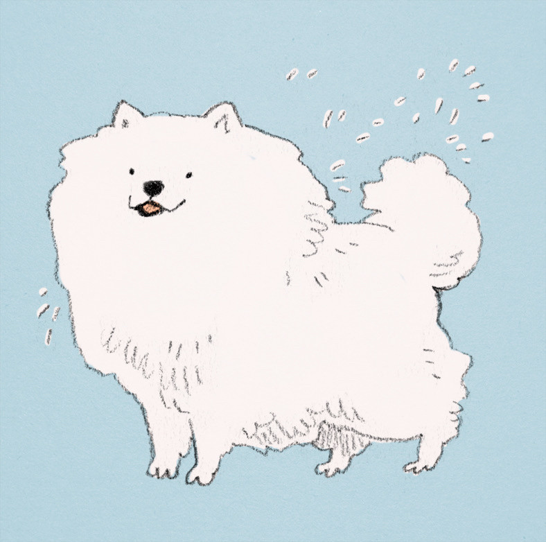 Pencil sketch with digital color of a Samoyed. So much floof. Tiny adorable smile.