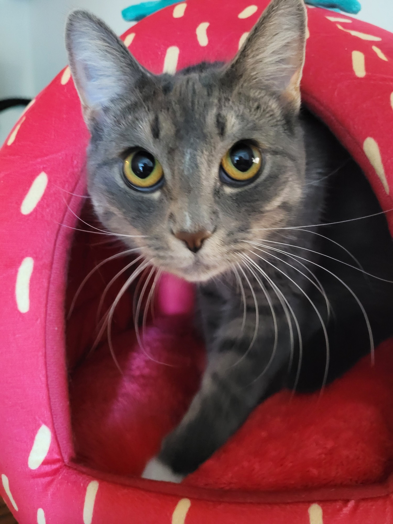 A nice photo of a big cat in a strawberry house