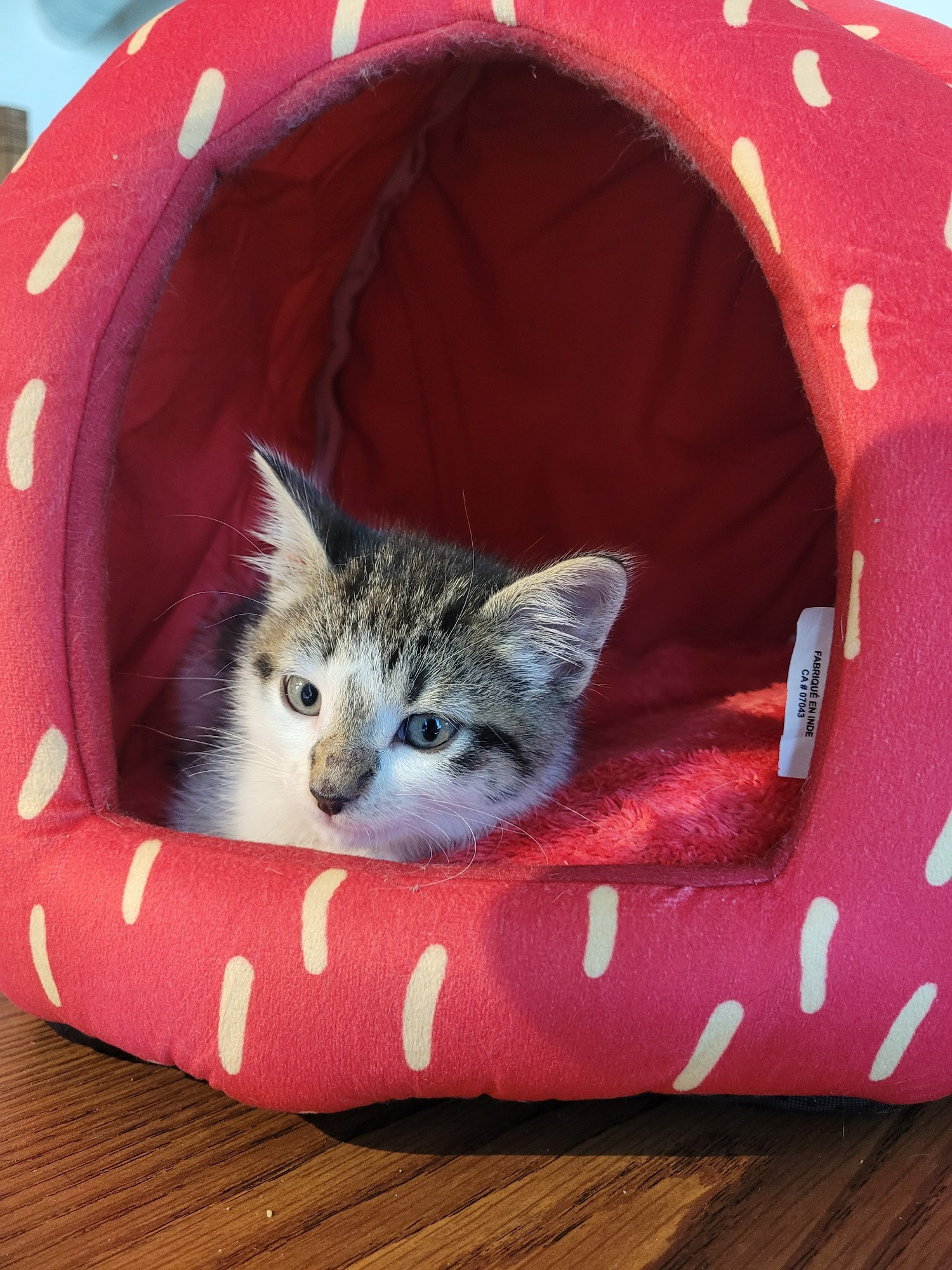 A nice photo of a little cat in a strawberry house