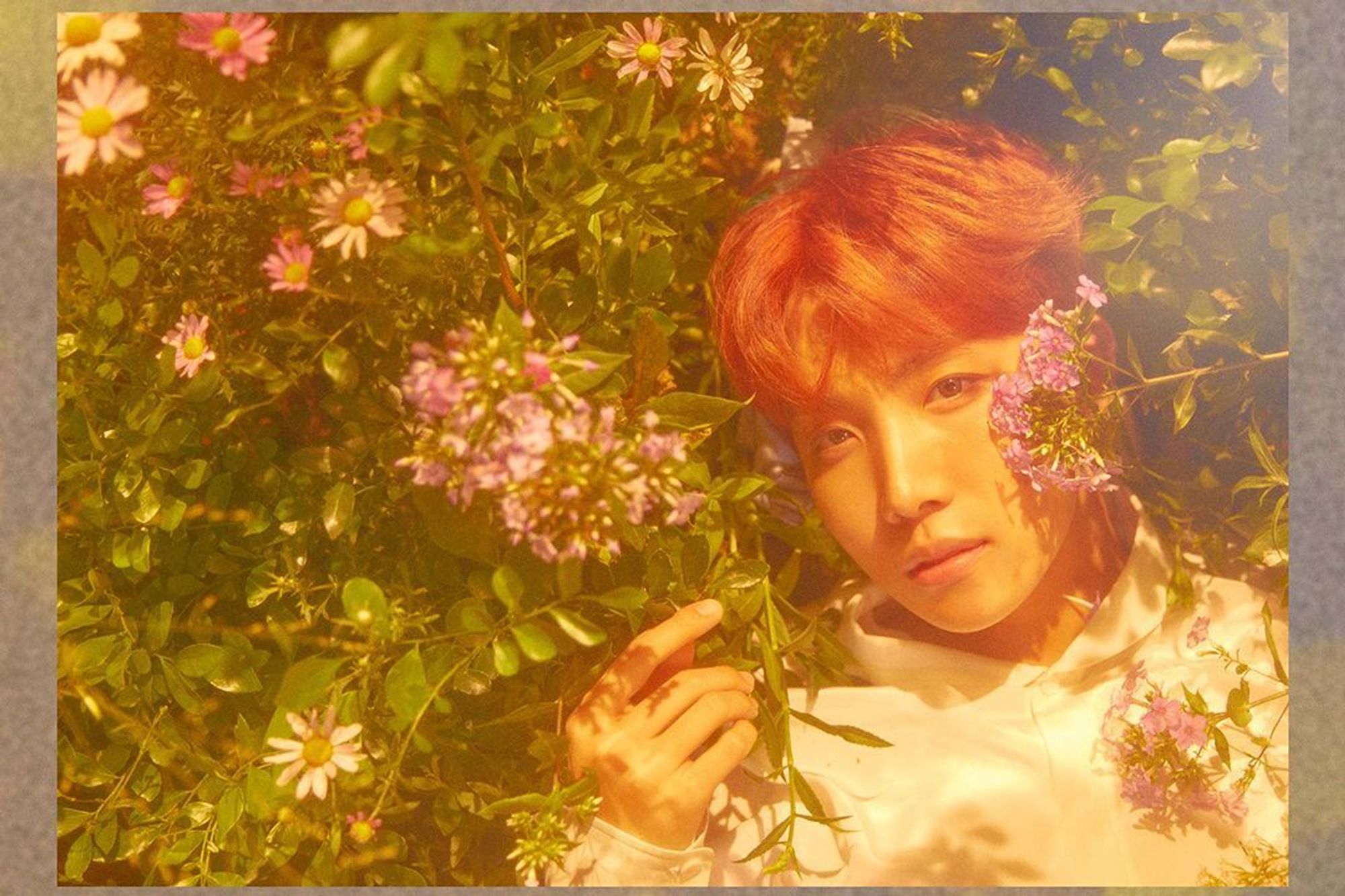 Soft photo of Hobi laying in a bunch of flowers