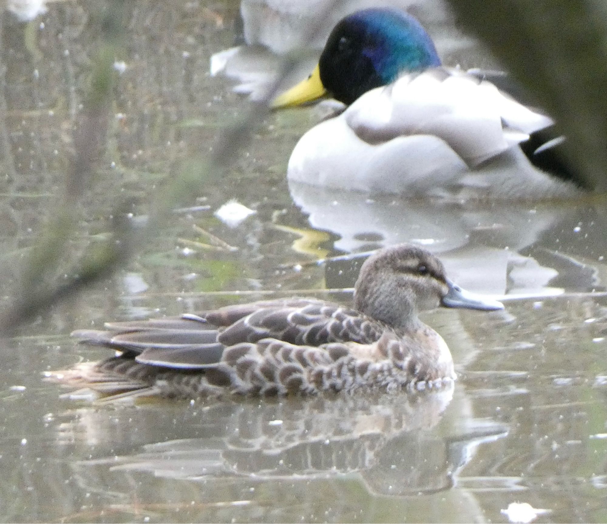 Garganey & Mallard, Abbotsbury.