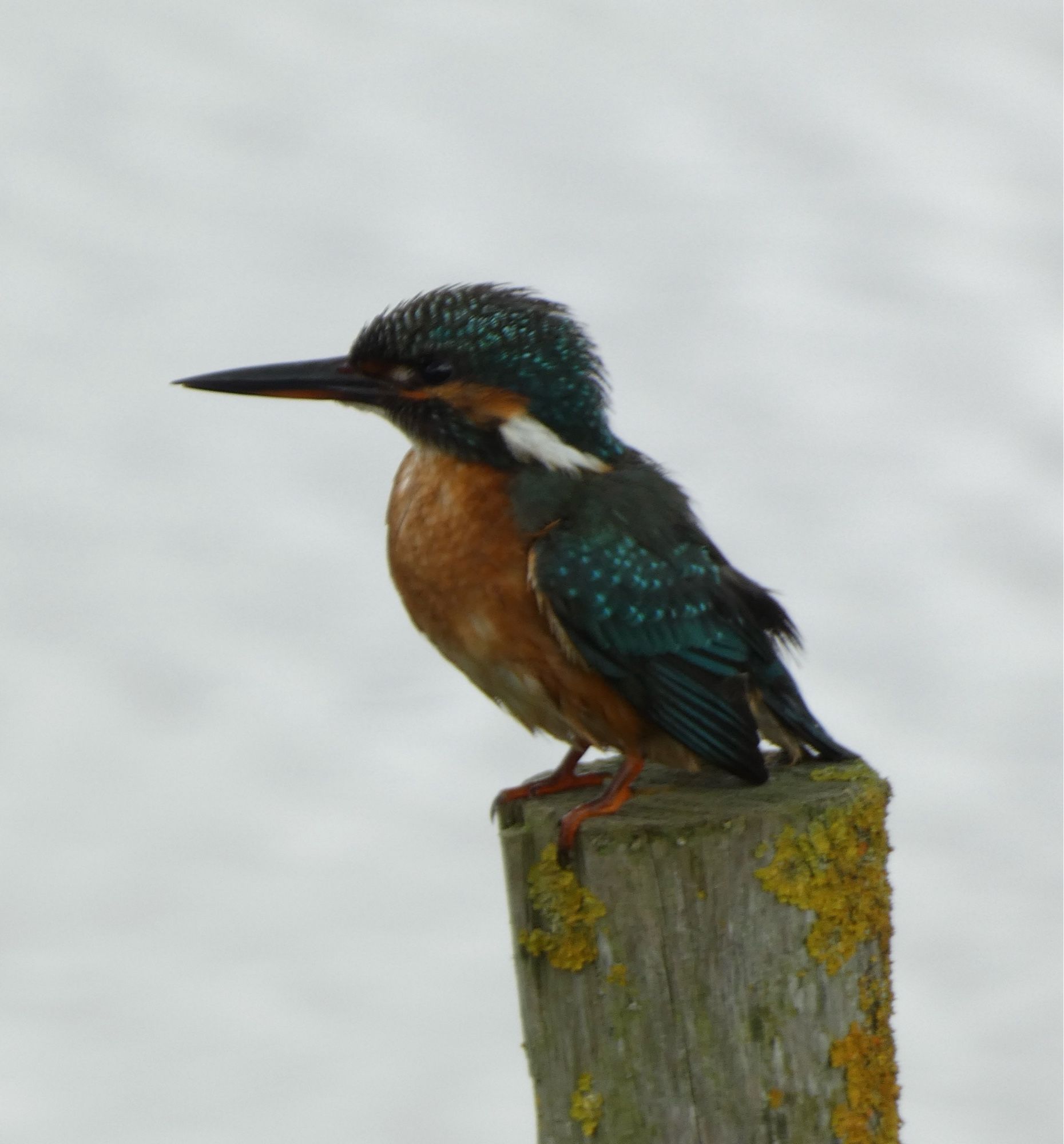 Kingfisher, Abbotsbury