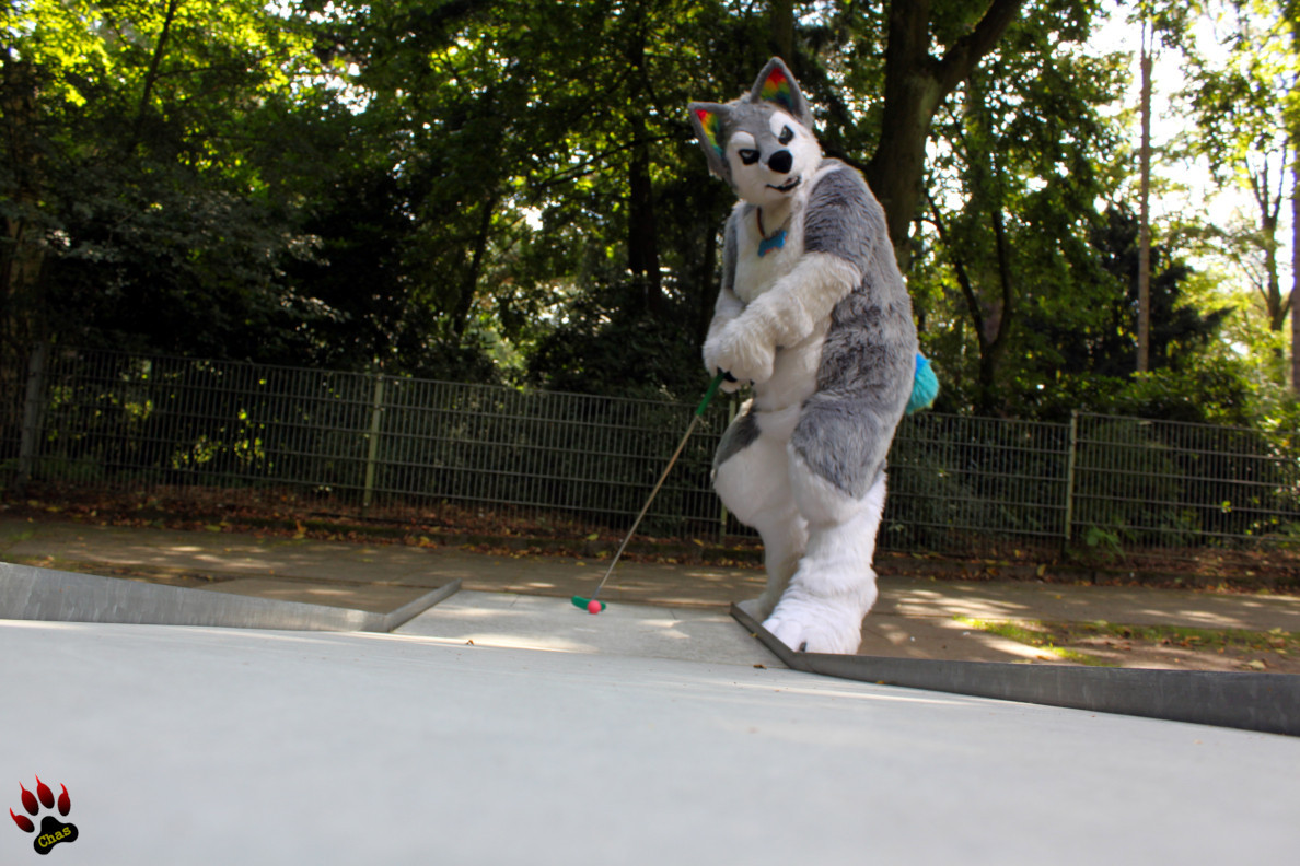 fursuiter (husky) standing on a miniature golf course, aiming for where to putt the ball