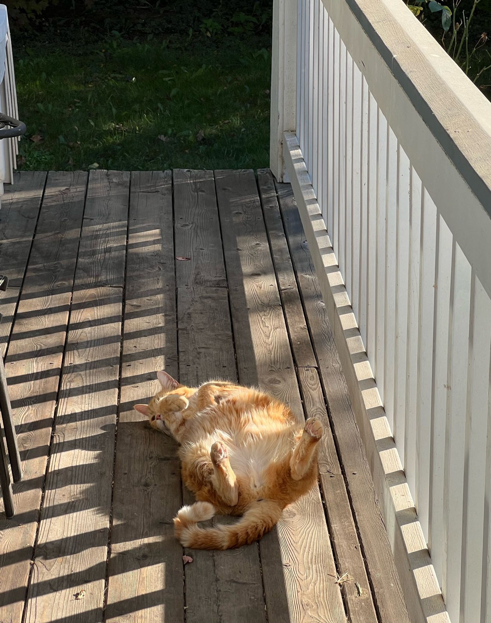 An orange cat lies on his back with his feet in the air. He is lying on the porch in a sunbeam.