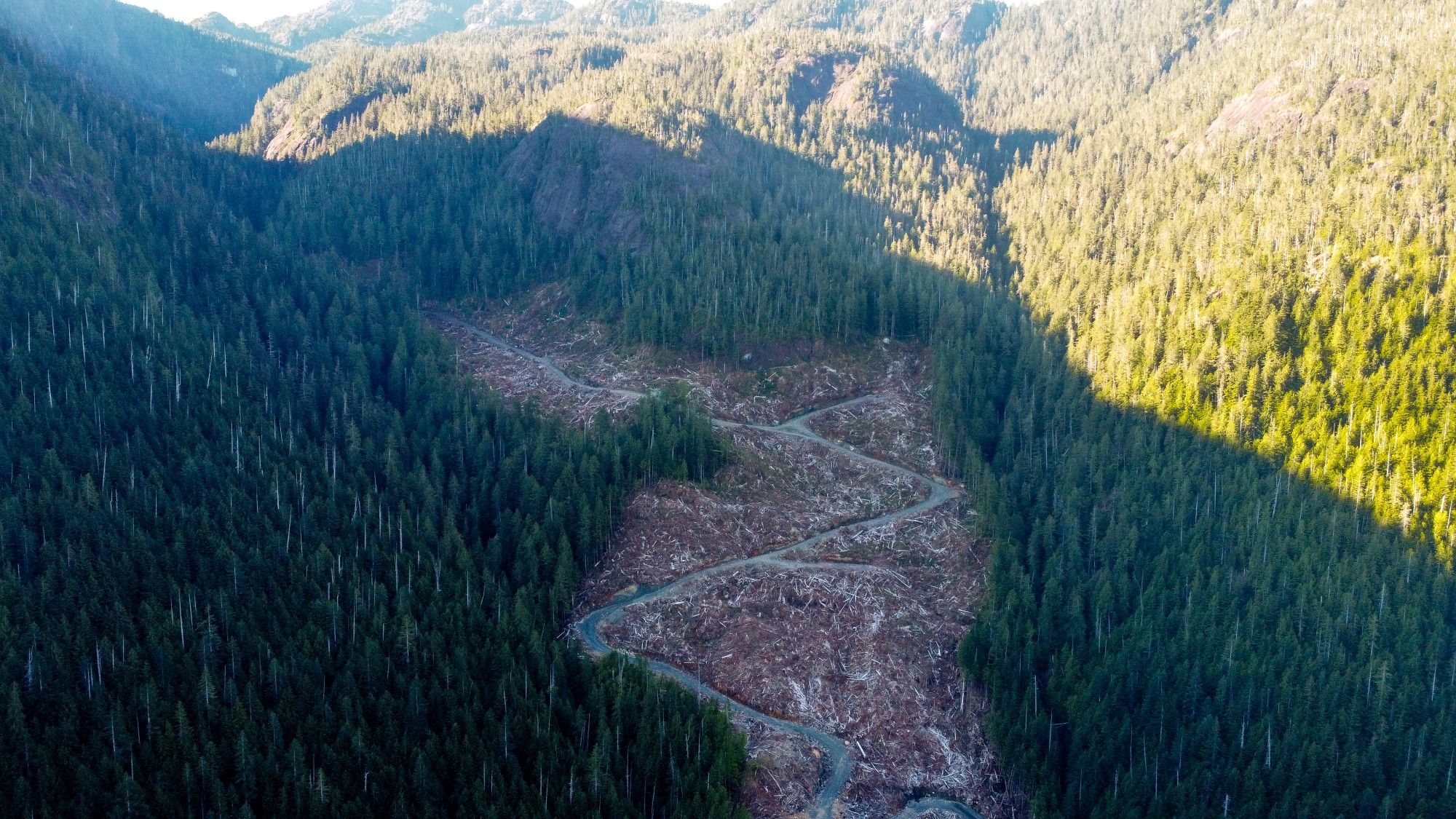 A clearcut in high elevation old-growth forest in Mowachat-Muchalaht territory, west coast of Vancouver Island.