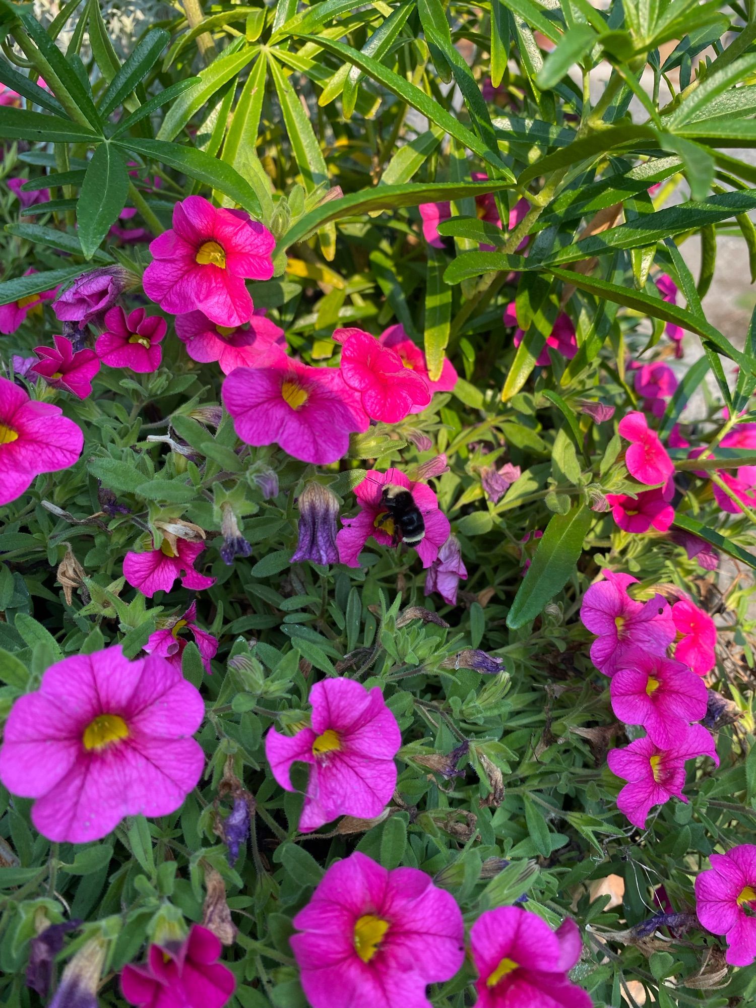 A big fat bumblebee going ham on a little pink flower.