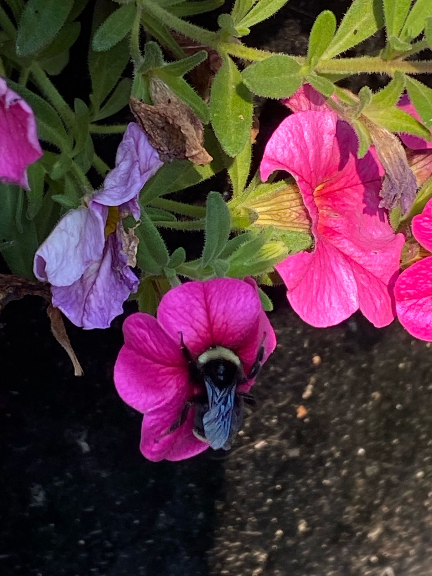 A big fat bumblebee going ham on a little pink flower.