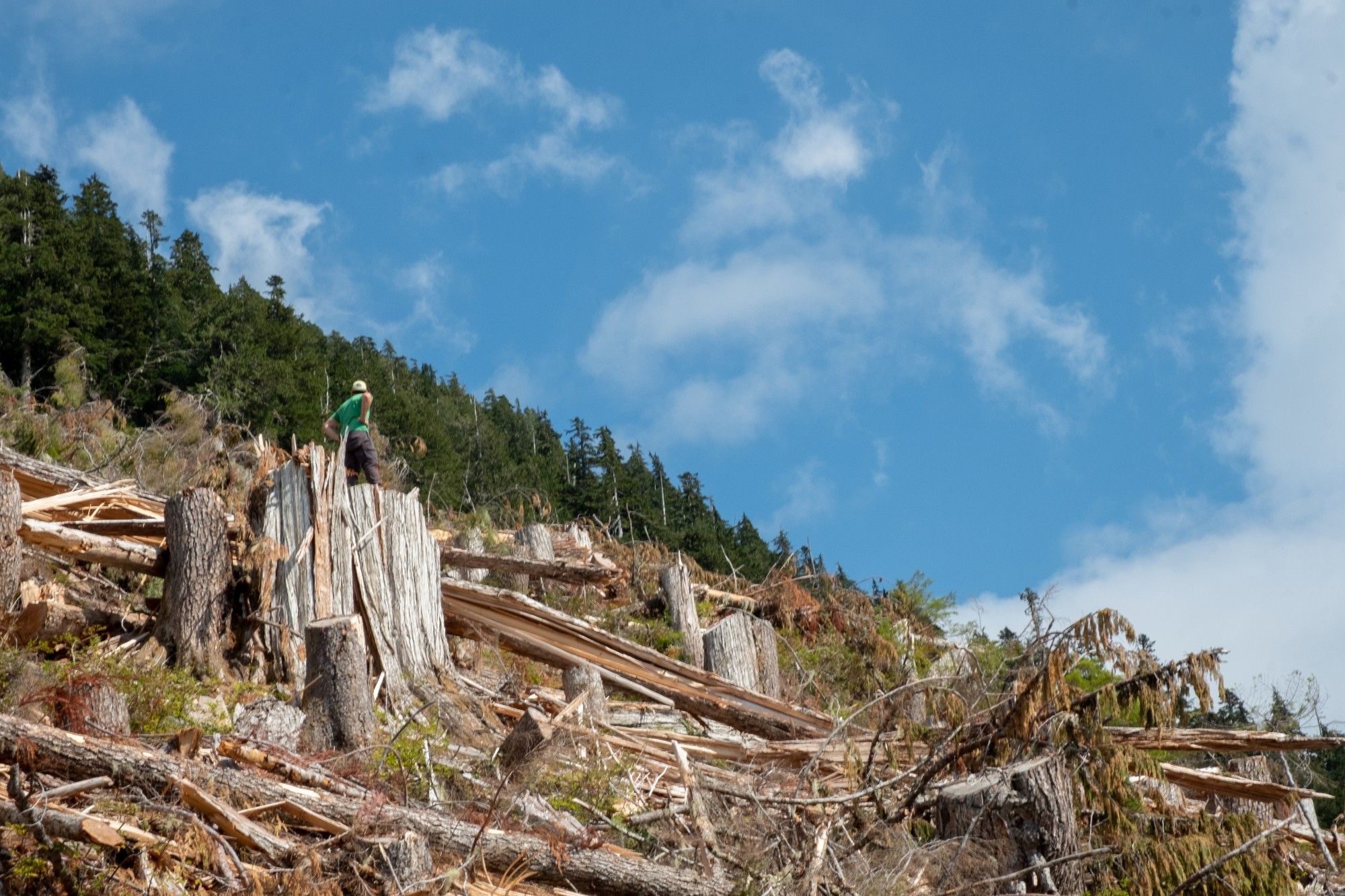 Me standing on the stump of a 600 year-old red cedar in a clearcut in high elevation old-growth forest in Mowachat-Muchalaht territory, west coast of Vancouver Island.