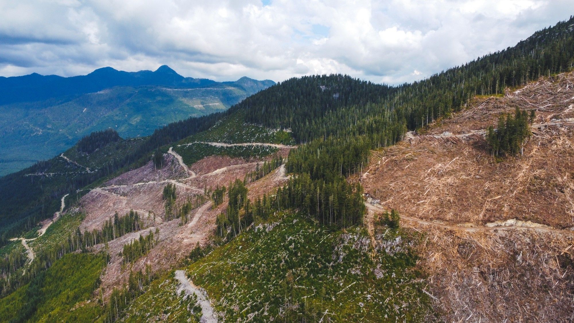 A clearcut in high elevation old-growth forest in Mowachat-Muchalaht territory, west coast of Vancouver Island.