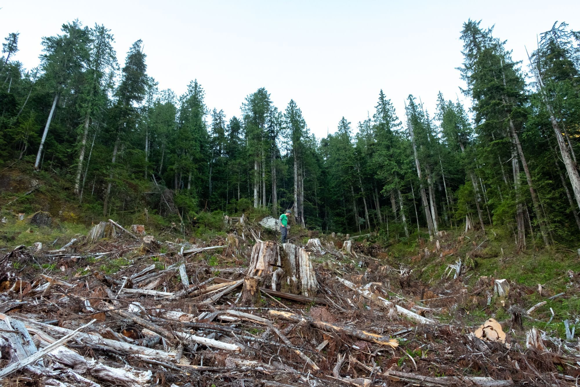 Me standing on the stump of a >800 year-old red cedar in a clearcut in high elevation old-growth forest in Mowachat-Muchalaht territory, west coast of Vancouver Island.