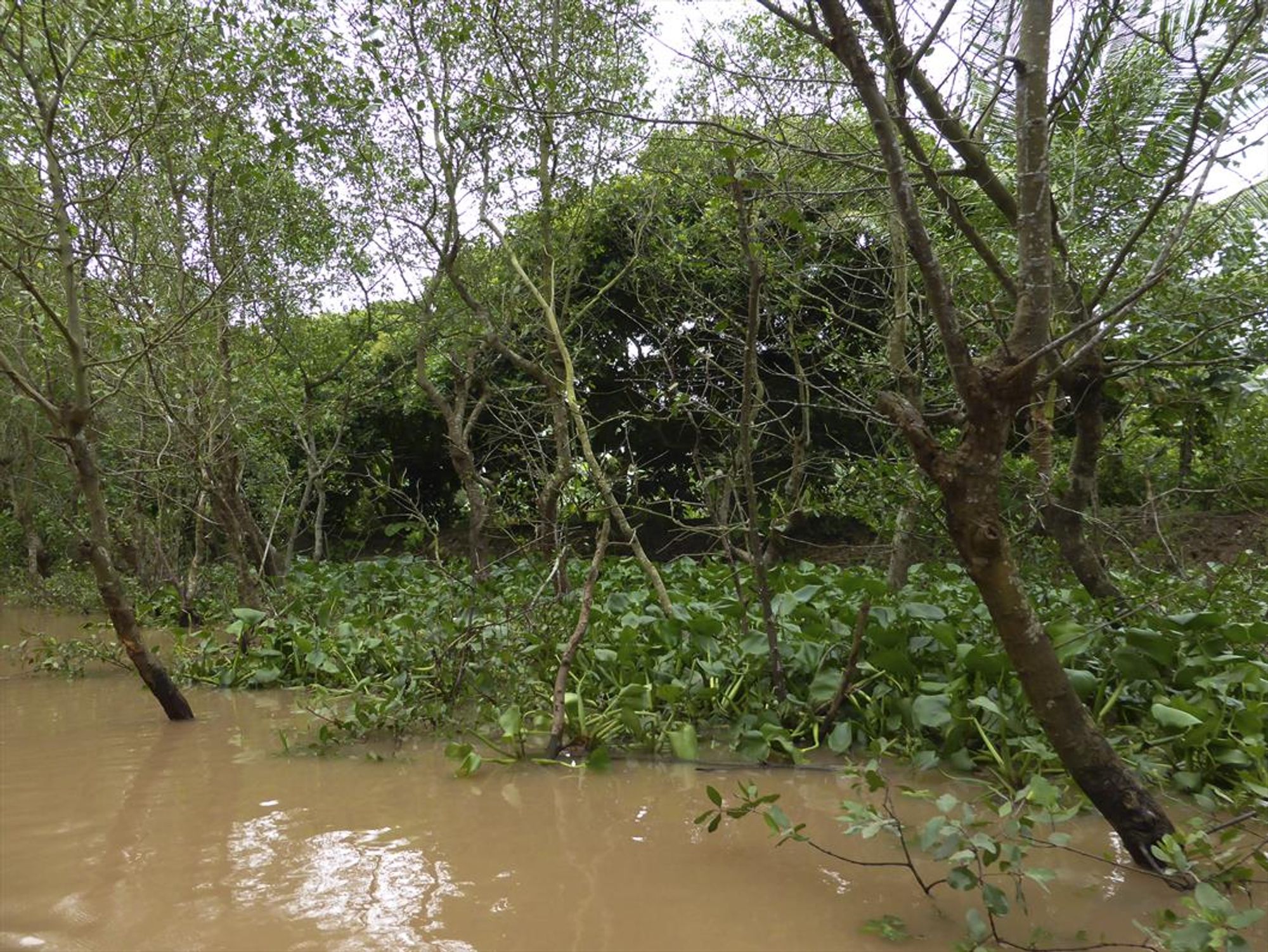 Mangrove. Photo: -JvL- (CC BY 2.0)