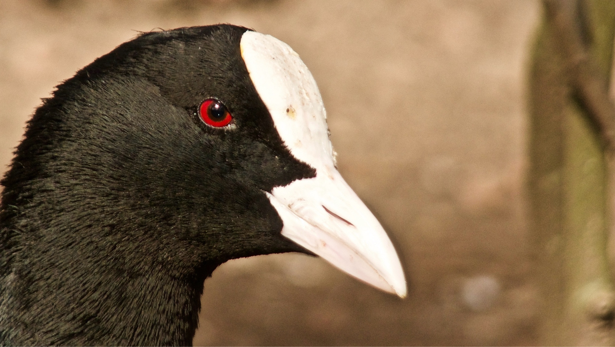 It’s in close up. Black head, red eye, white forehead and beak.