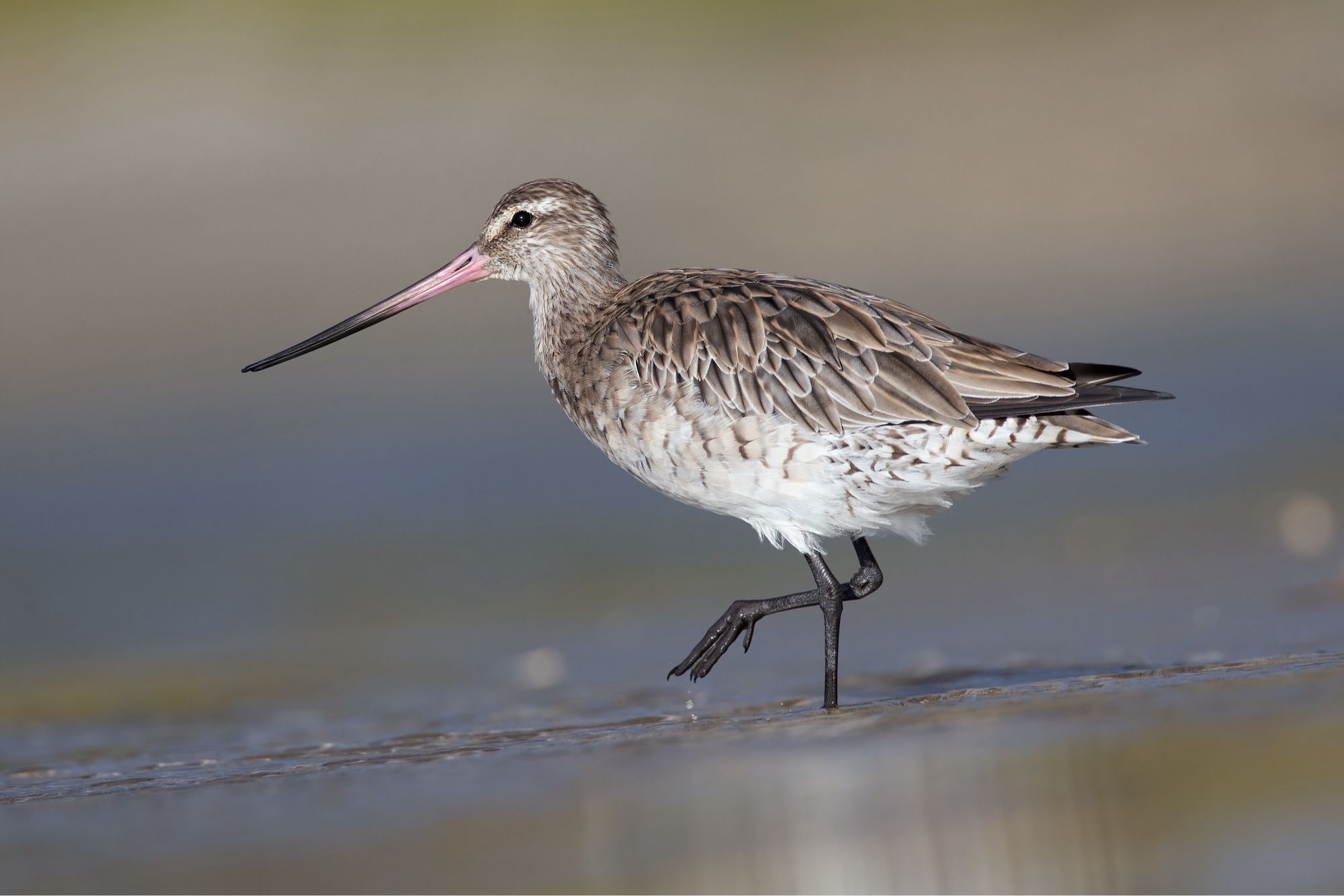 A Bar-tailed Godwit. Brown, with creamy-white underparts, long legs, and a long, slightly upcurved bill which is pinkish at the base, turning brown towards the tip.