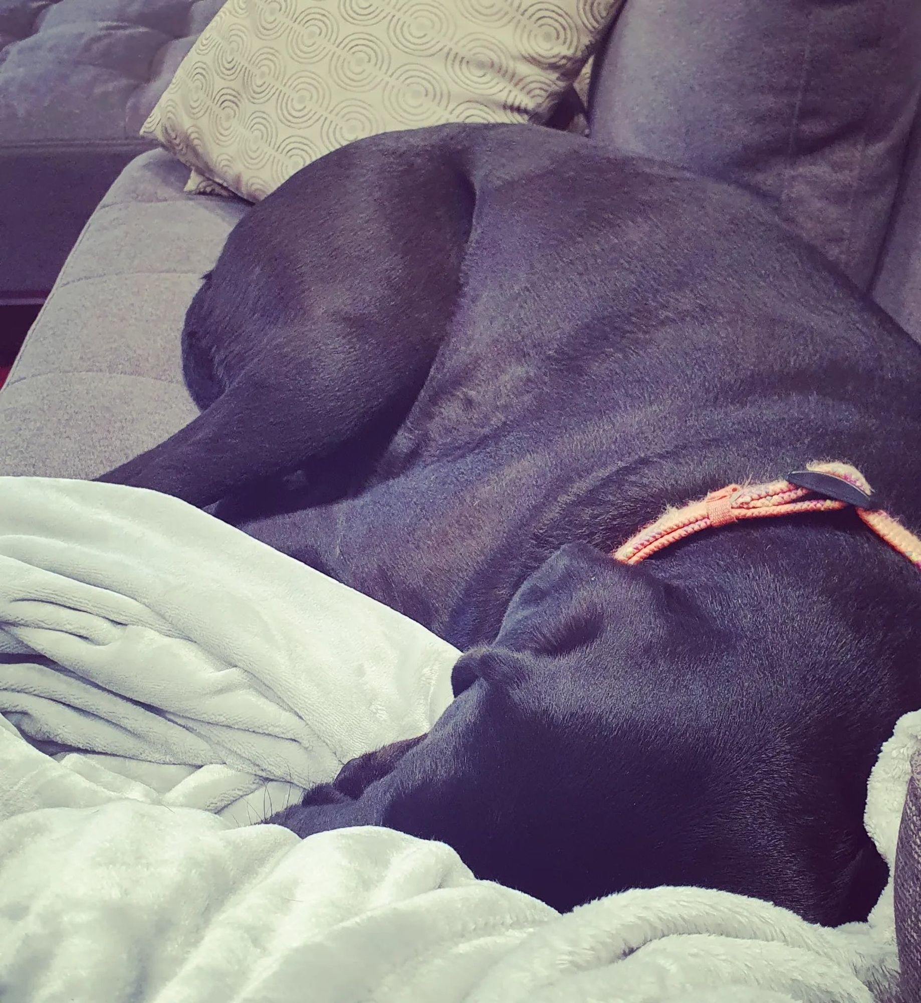 A black-brown labradane deeply snuggled into downy soft blankets