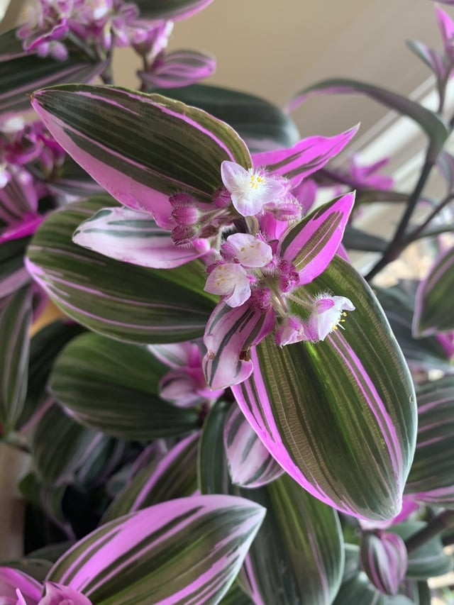 Image of a flowering tradescantia plant.