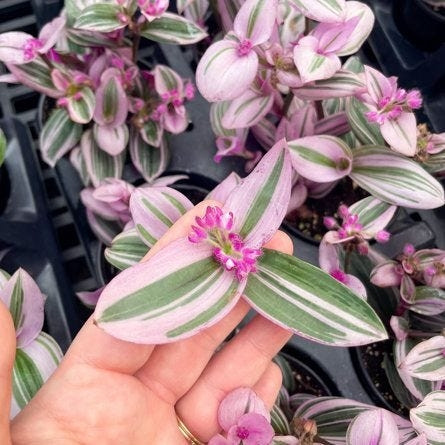 Image of a hand holding a flowering tradescantia plant.