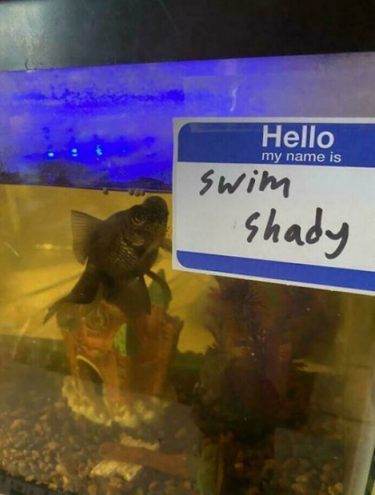 A tropical (unknown species) fish in an aquarium with a blue light. Name tag sticker says hello my name is swim shady