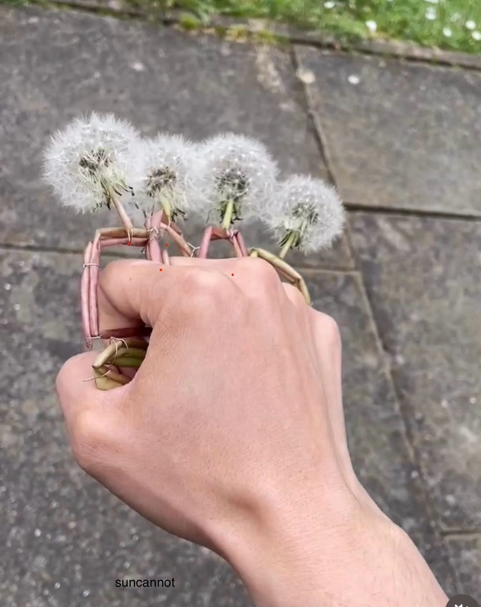 Brass knuckles made from dandelion