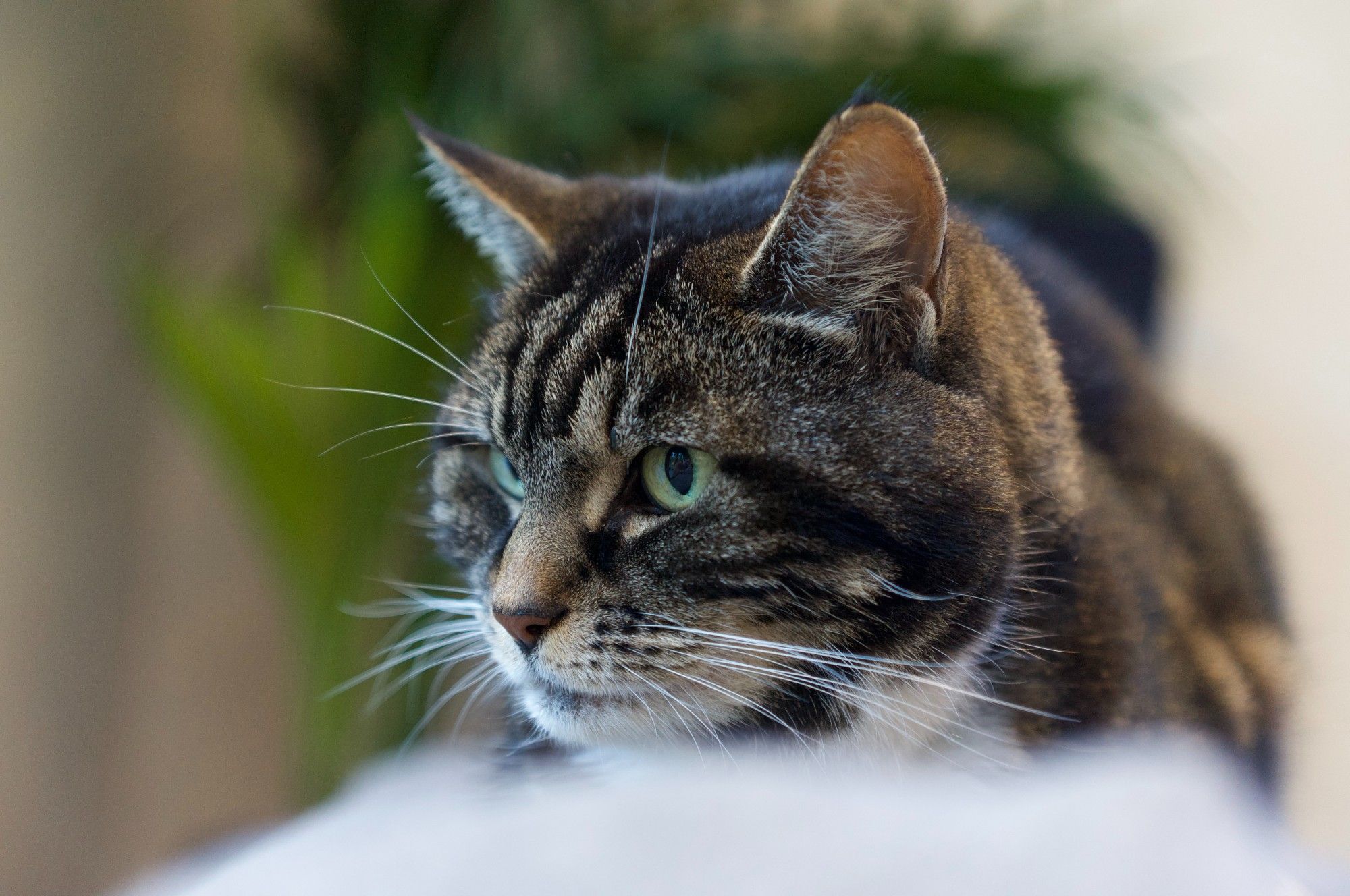 Mittens looking either pensive or mildly pissed off with the hooman sticking lenses in her face