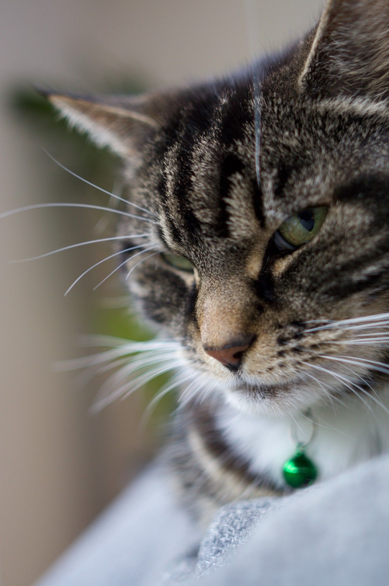 Mittens, wearing a green bell, looking mistrustingly at the camera