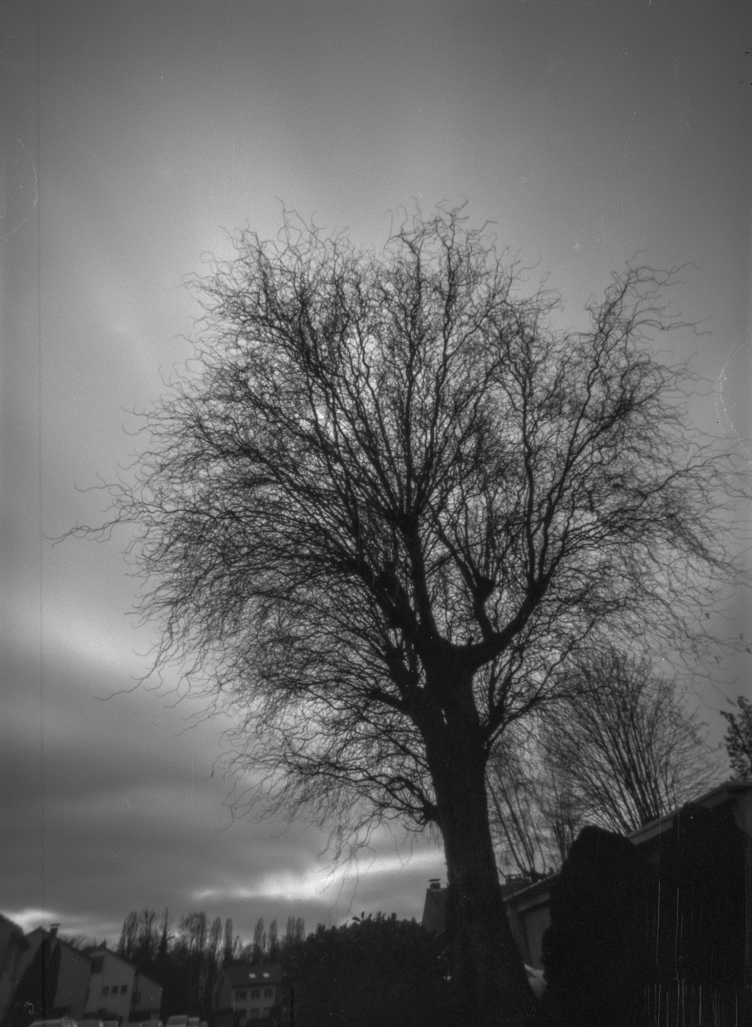 Schwarzweiß Aufnahme. Kahler Baum vor düsterem Himmel