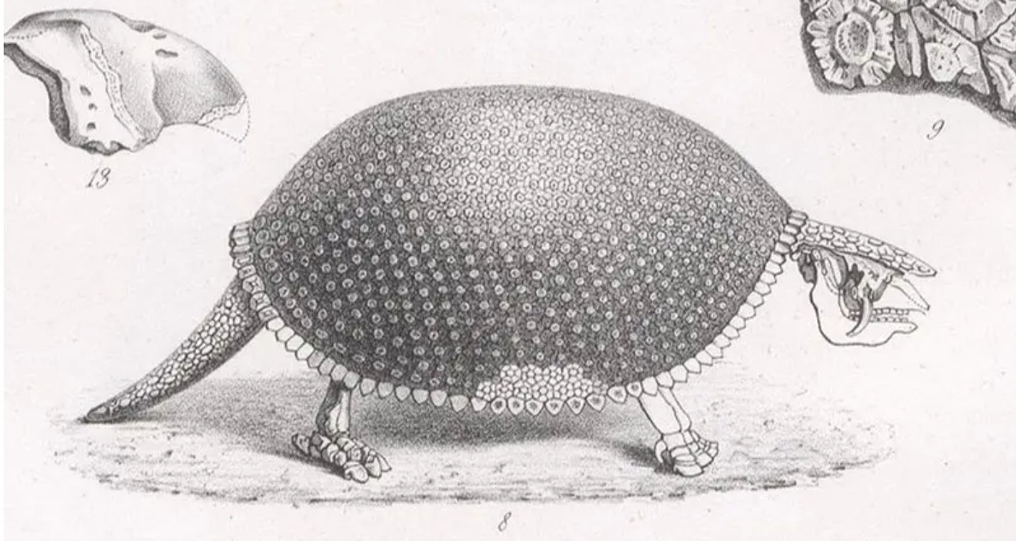 Glyptodon, or giant armadillo, detail of lithograph in Traité de paléontologie, Atlas, by François-Jules Pictet, plate 8, 1853-57 (Linda Hall Library)