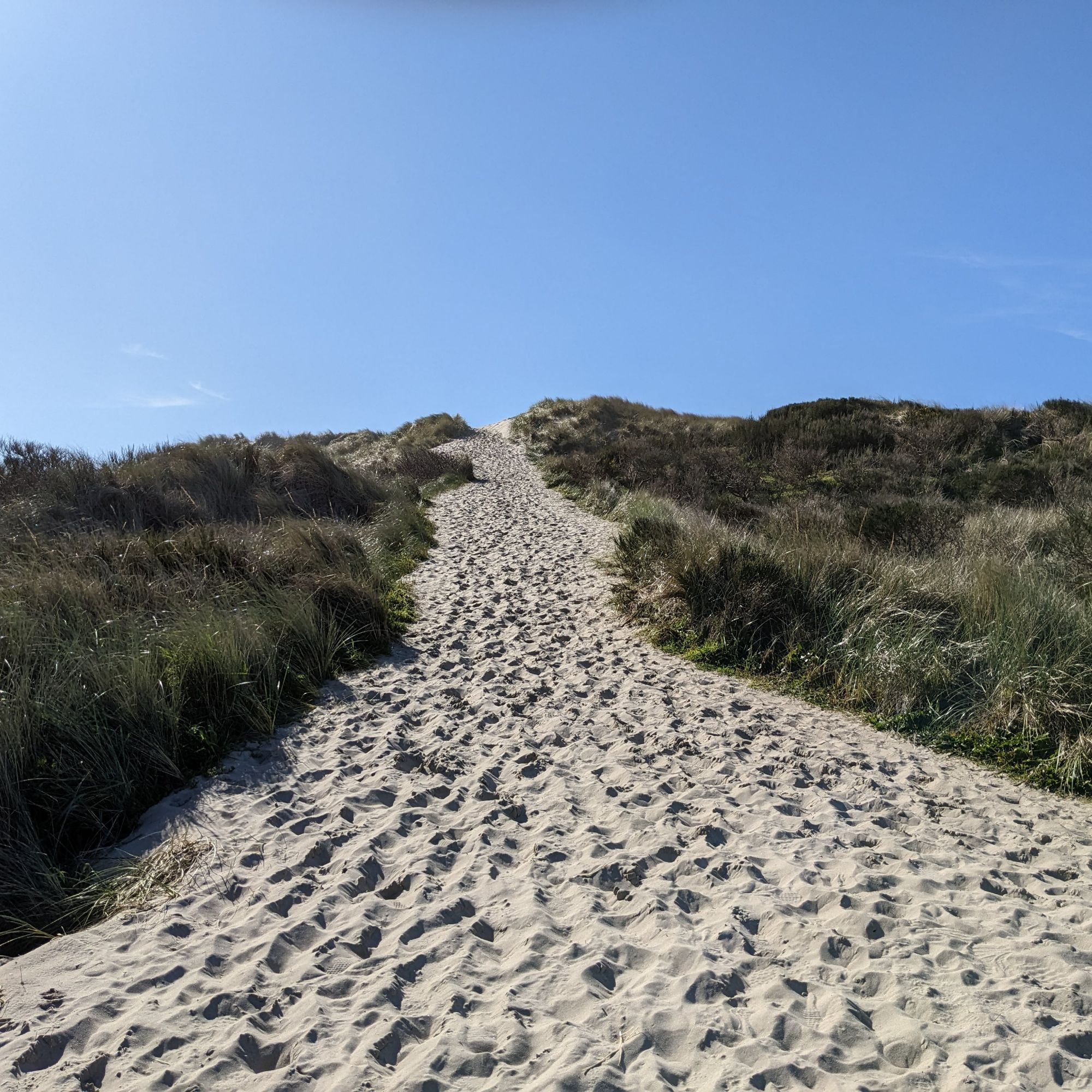 Picture of a sandy trail on the Oregon Coast, leading up the side of a hill covered in grass.