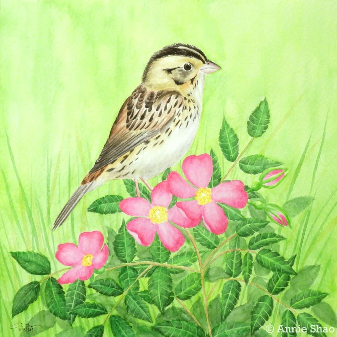 Detailed watercolor painting of a Henslow's sparrow perched on prairie rose. The bird has a brown streaked back, cream belly, and two black headstripes on its yellowish face. Three bright pink flowers are in the foreground along with two pink buds, with a background of dark green serrated leaves and grass.