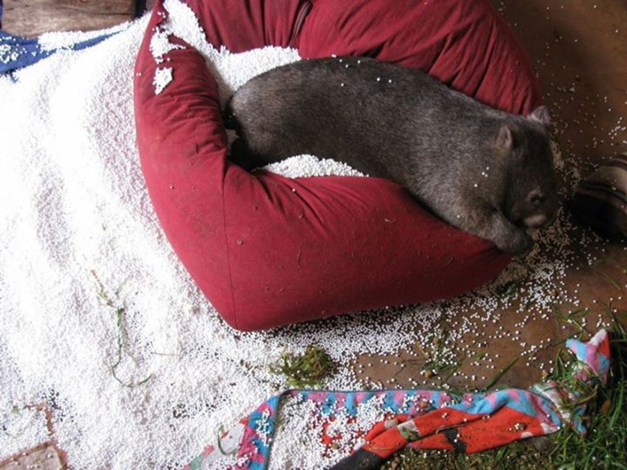 wombat lounging on a red bed with fluffy white filling spilled on the floor