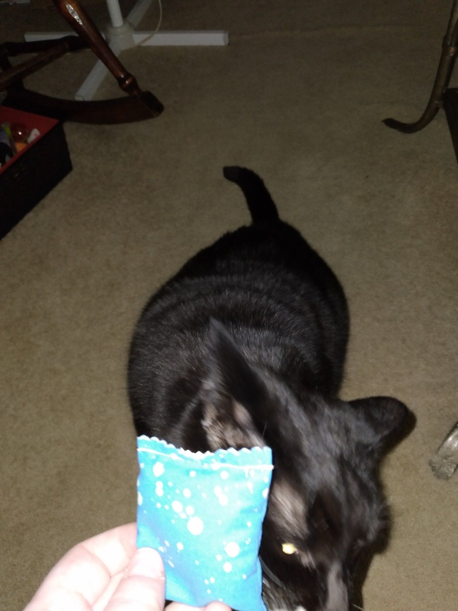 Presenting the cat with a new catnip mini pillow to chew on.