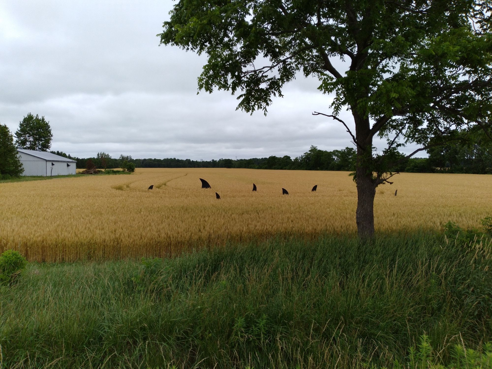 A sea of a wheat field with some dark shark fins out in the middle of it.