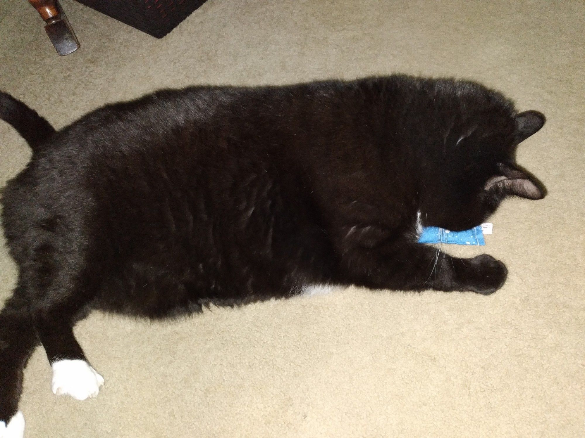 The cat enjoying said catnip mini pillow.