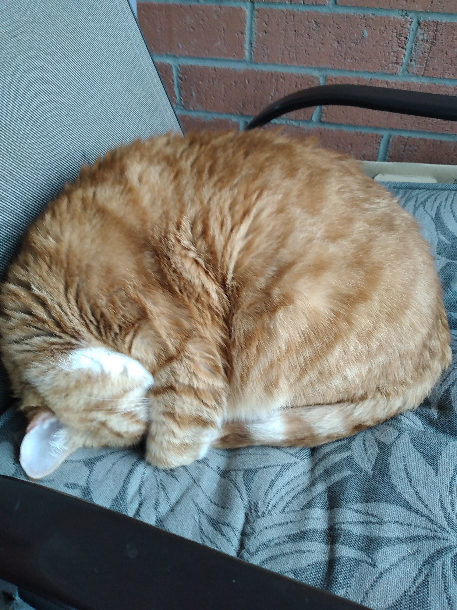 My mom's orange cat named George curled up for a nap on the balcony