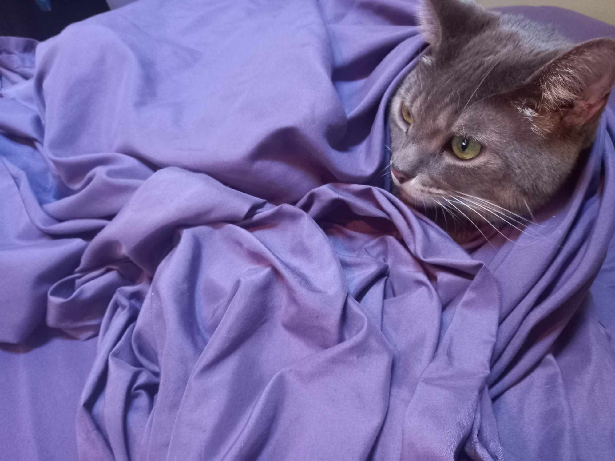 My cat Ziggy curled up in a bed sheet