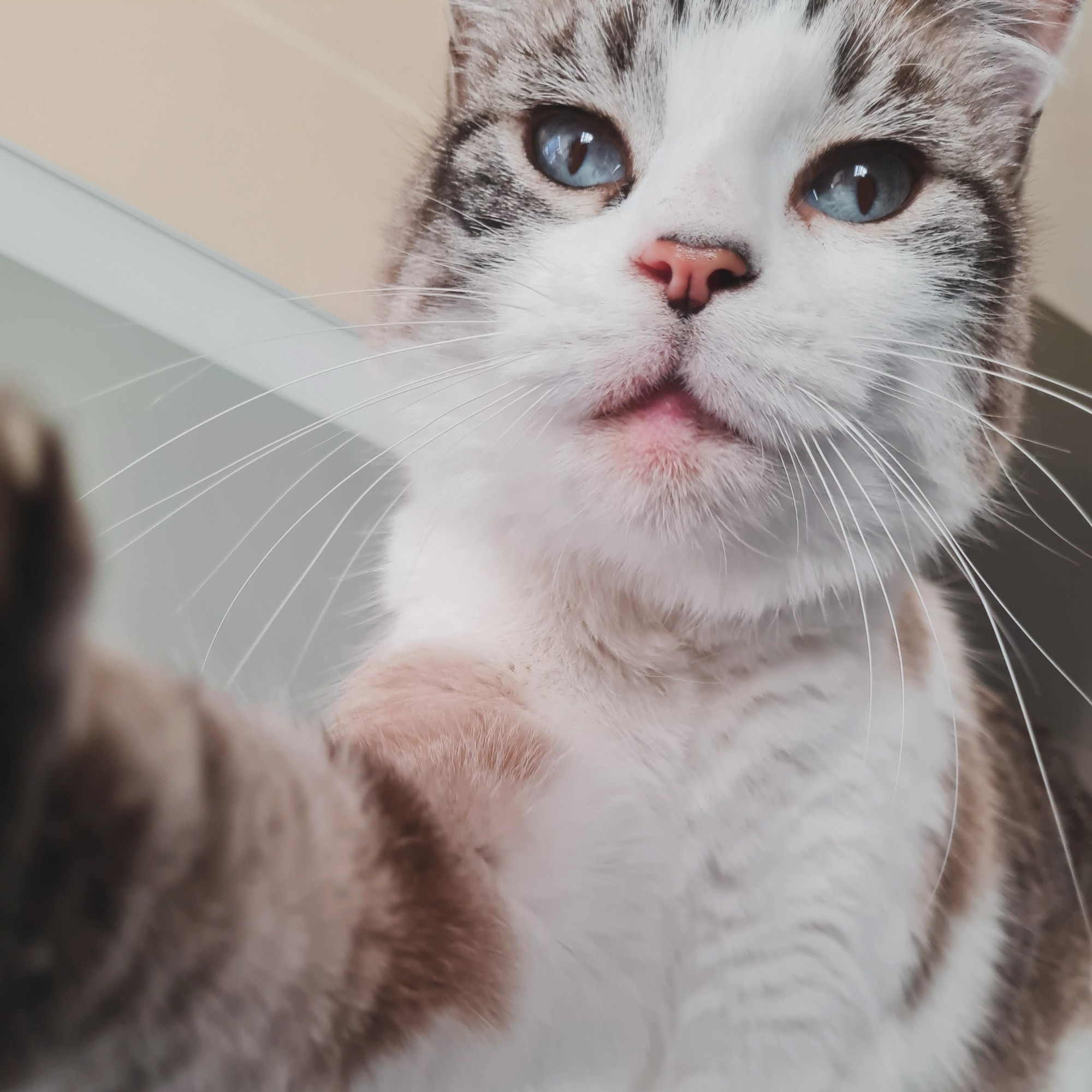 Photographie d'un chat tricolore, blanc beige et marron. Il a les yeux bleu et la truffe rose. Il tend une de ses patte vers l'objectif.