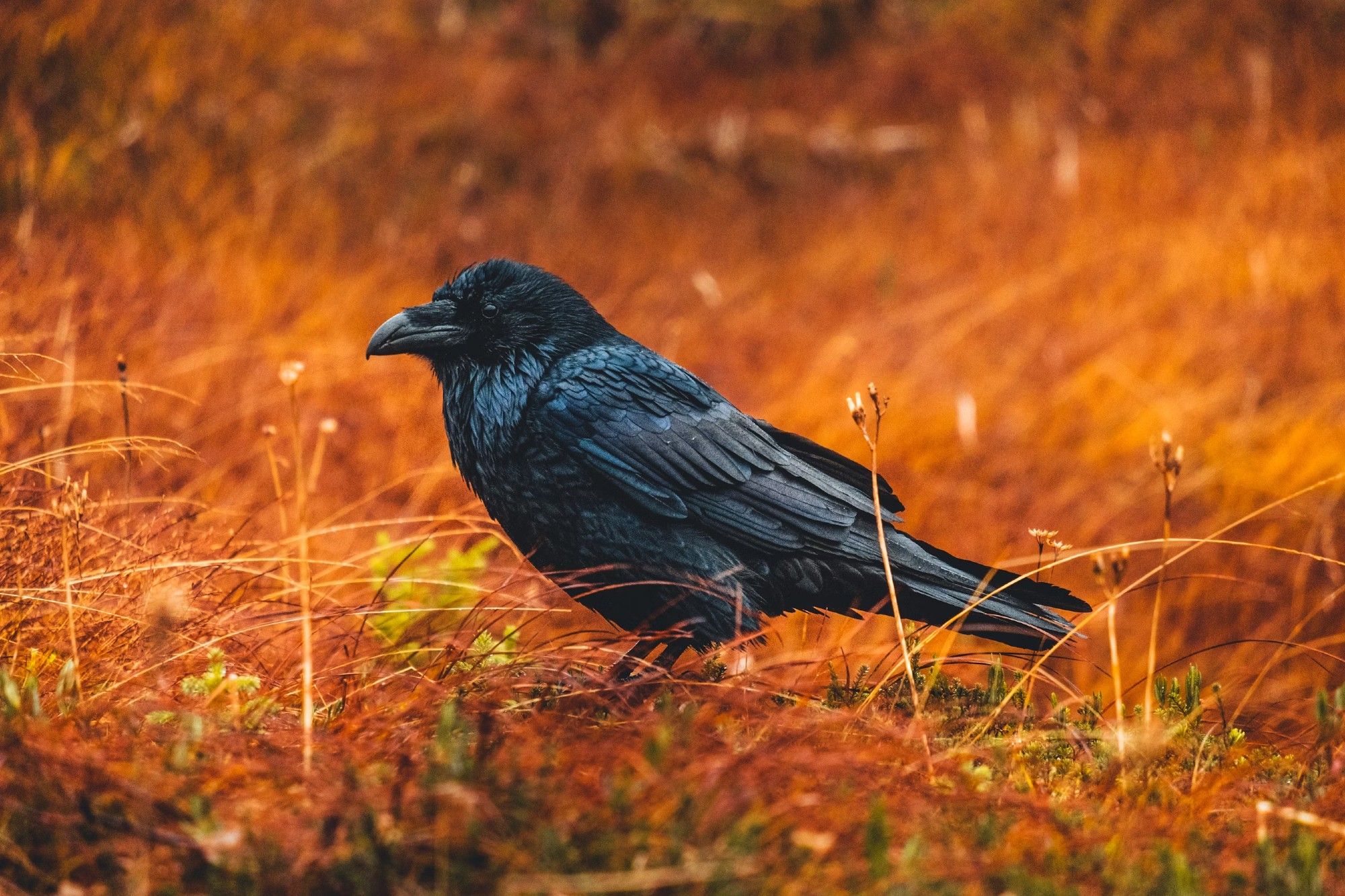 Crow sitting in autumn-colored grass. Photo by Sonny Mauricio on Unsplash.