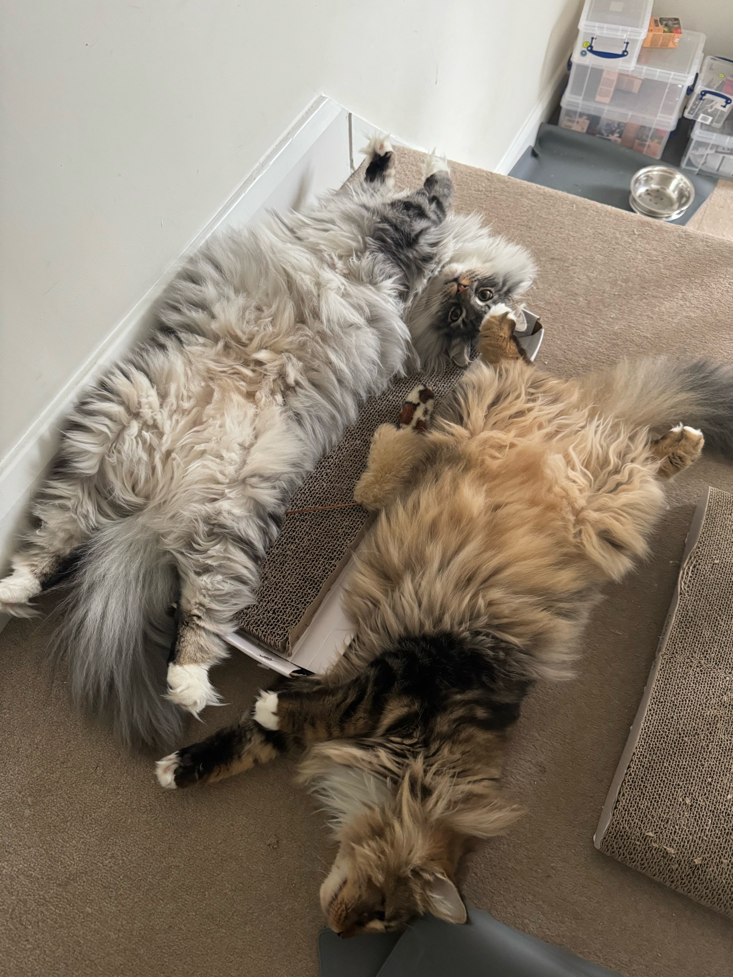 Two Norwegian Forest Cats, one silver and one brown tabby, stretched out on their backs, cuddling each other on top of cardboard scratchers.