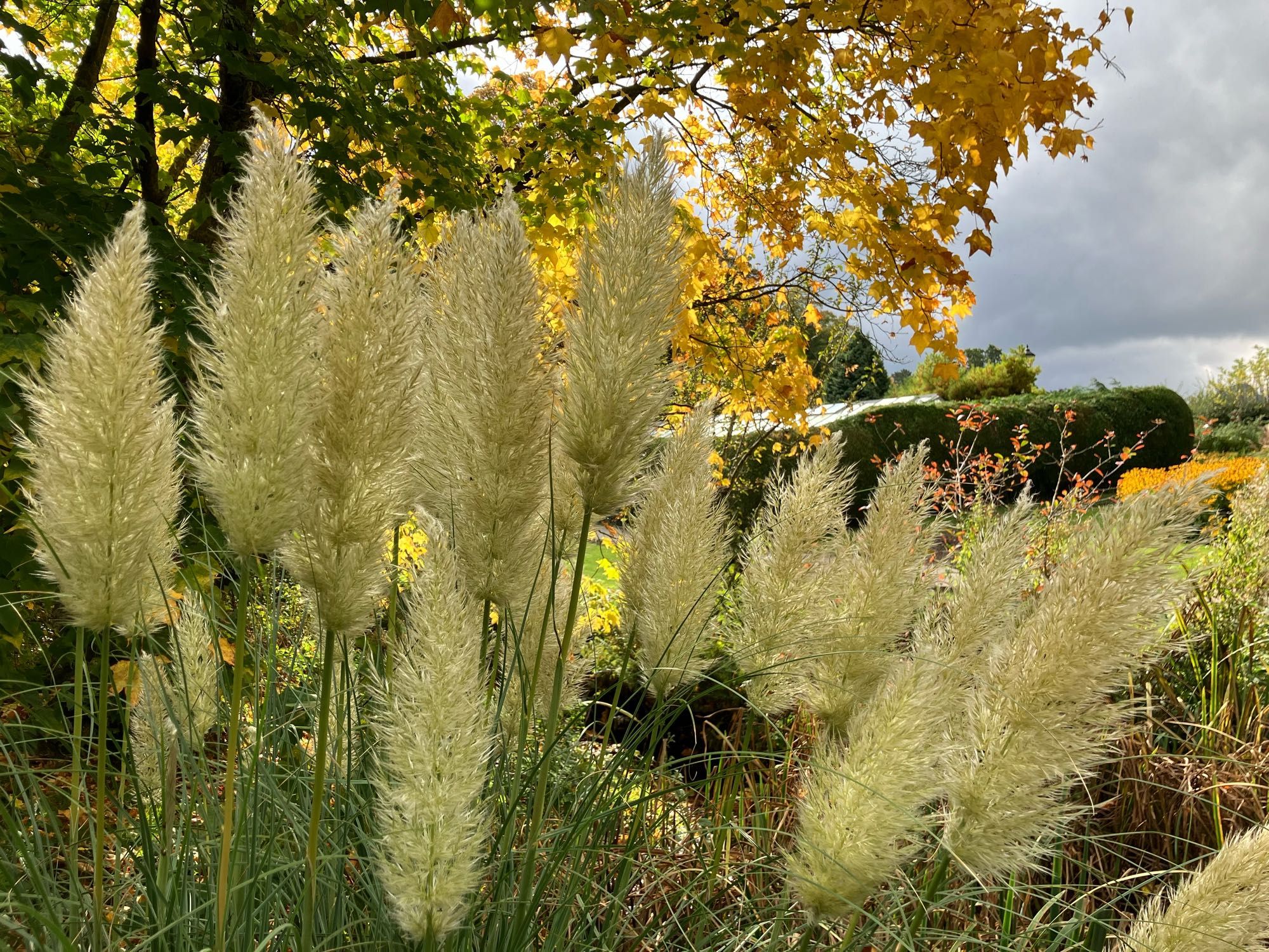 Gräser mit großen blass-gelben, puscheligen Blütenrispen. Darüber ein Baum mir gelben Blättern, die von der Sonne angestrahlt werden.