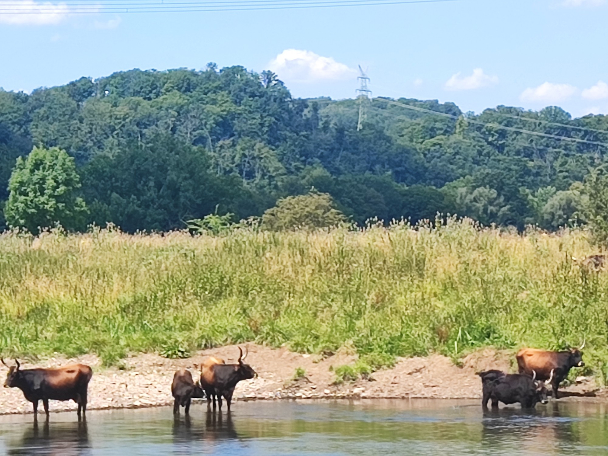 Schottische Highland Rinder in der Ruhr.