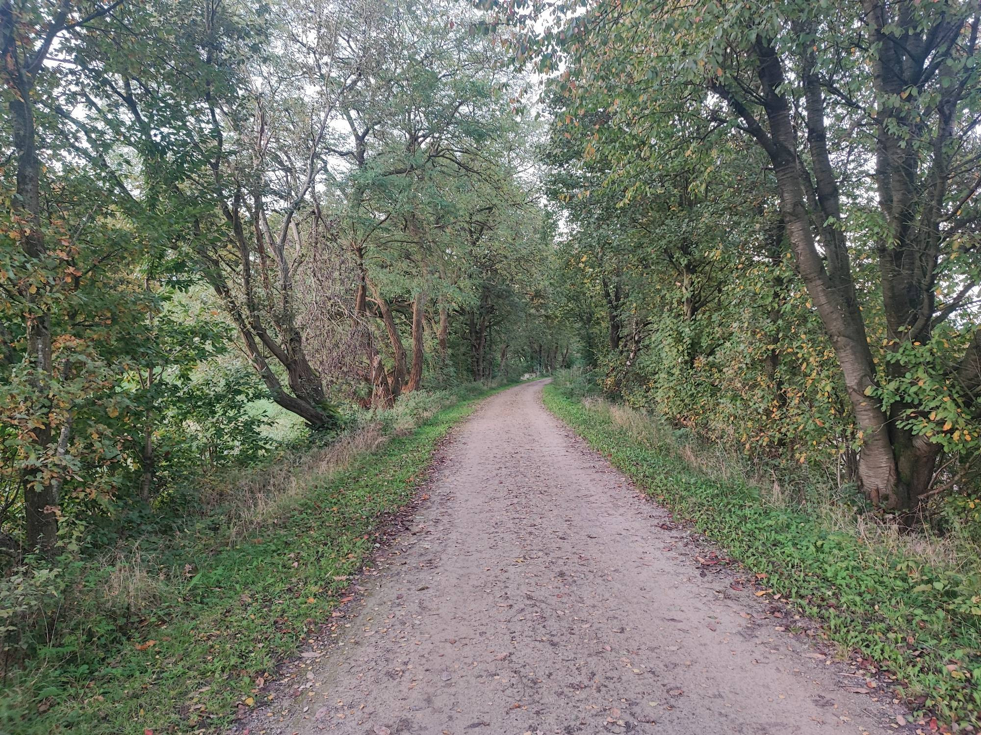 Der Glückauftrasse zwischen Niedersprockhövel und Schee. Links und rechts von der Trasse sind Bäume zu sehen.