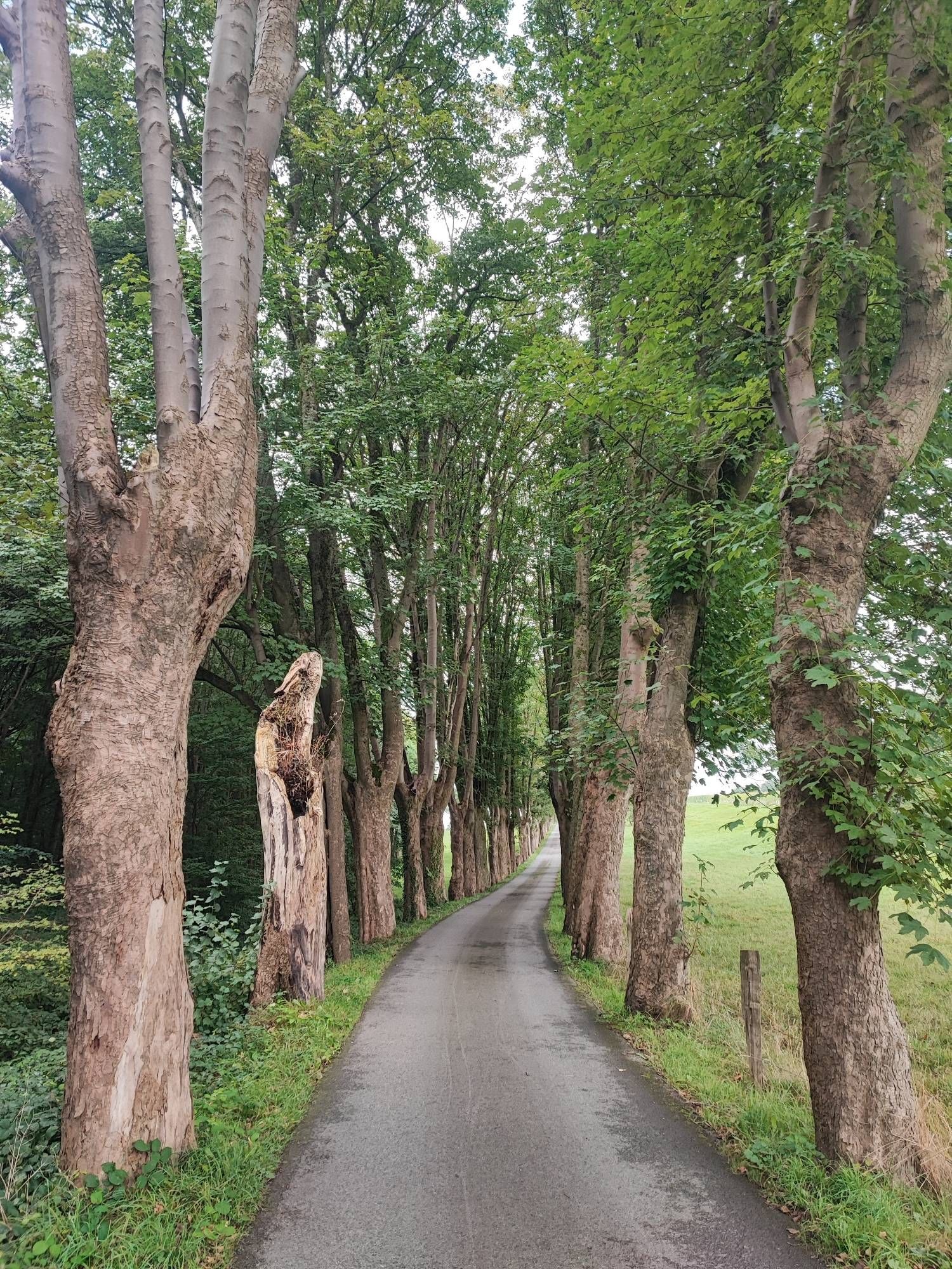 Ein schöner Allee mit an beiden Seiten Bäume bei Schee.