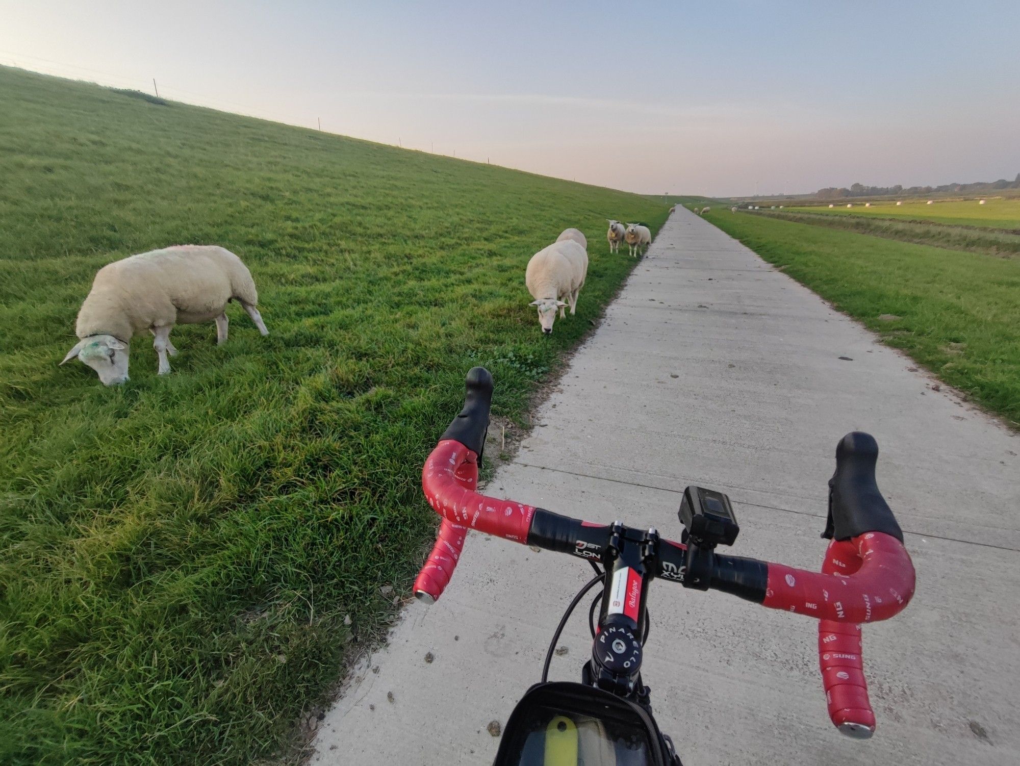 Links vom Radweg sind 4 Schafe auf eine grüne Weide zu sehen. Im Vordergrund das Lenkrad von meinem Pinarello Rennrad.